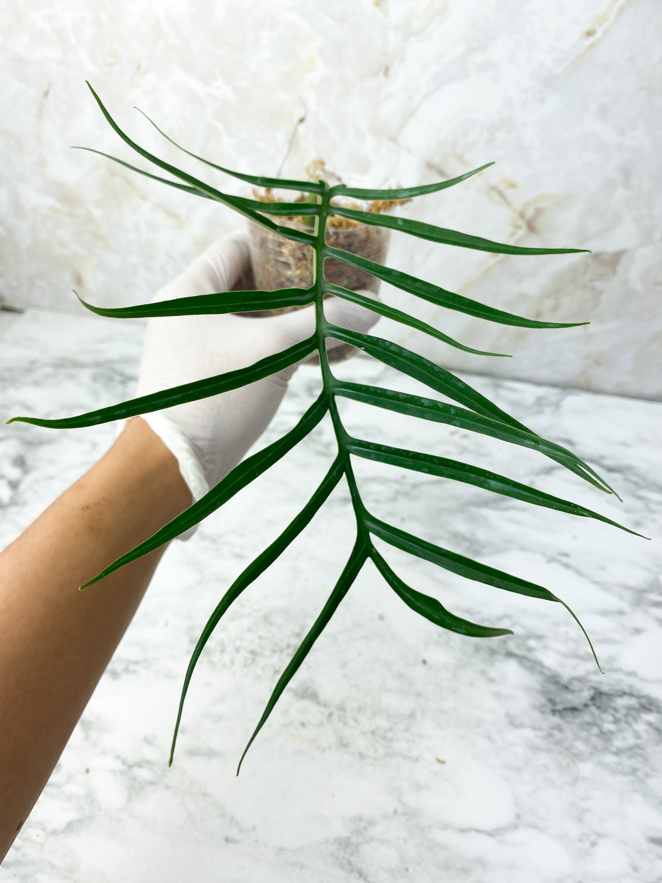 Philodendron Tortum Narrow Form Rooting cutting