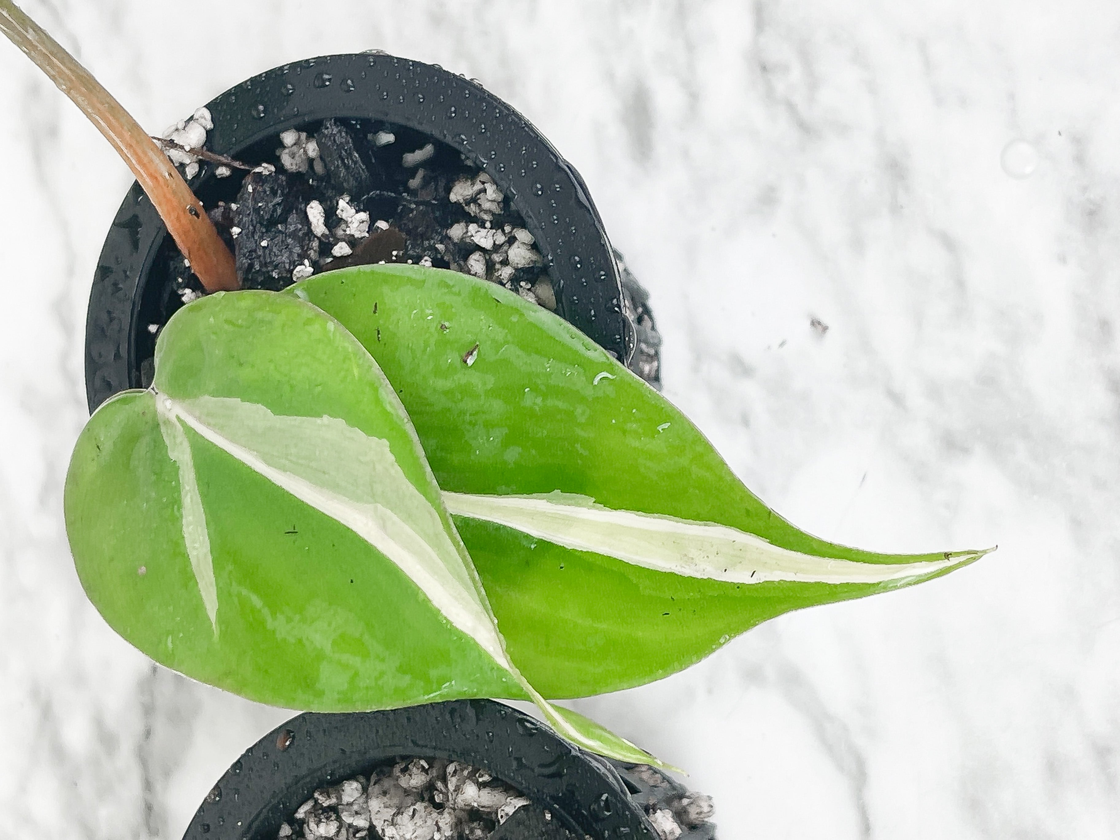 Philodendron Cream Splash Slightly Rooted. Grower Choice