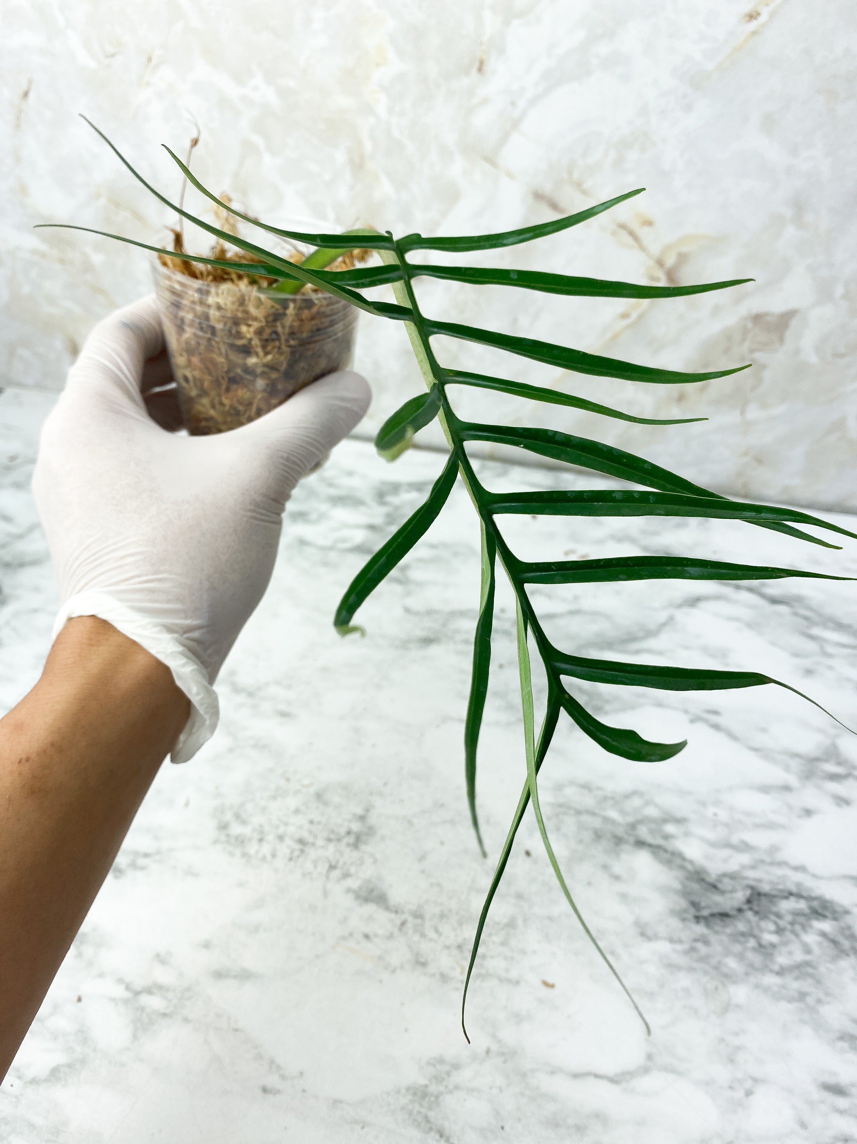 Philodendron Tortum Narrow Form Rooting cutting