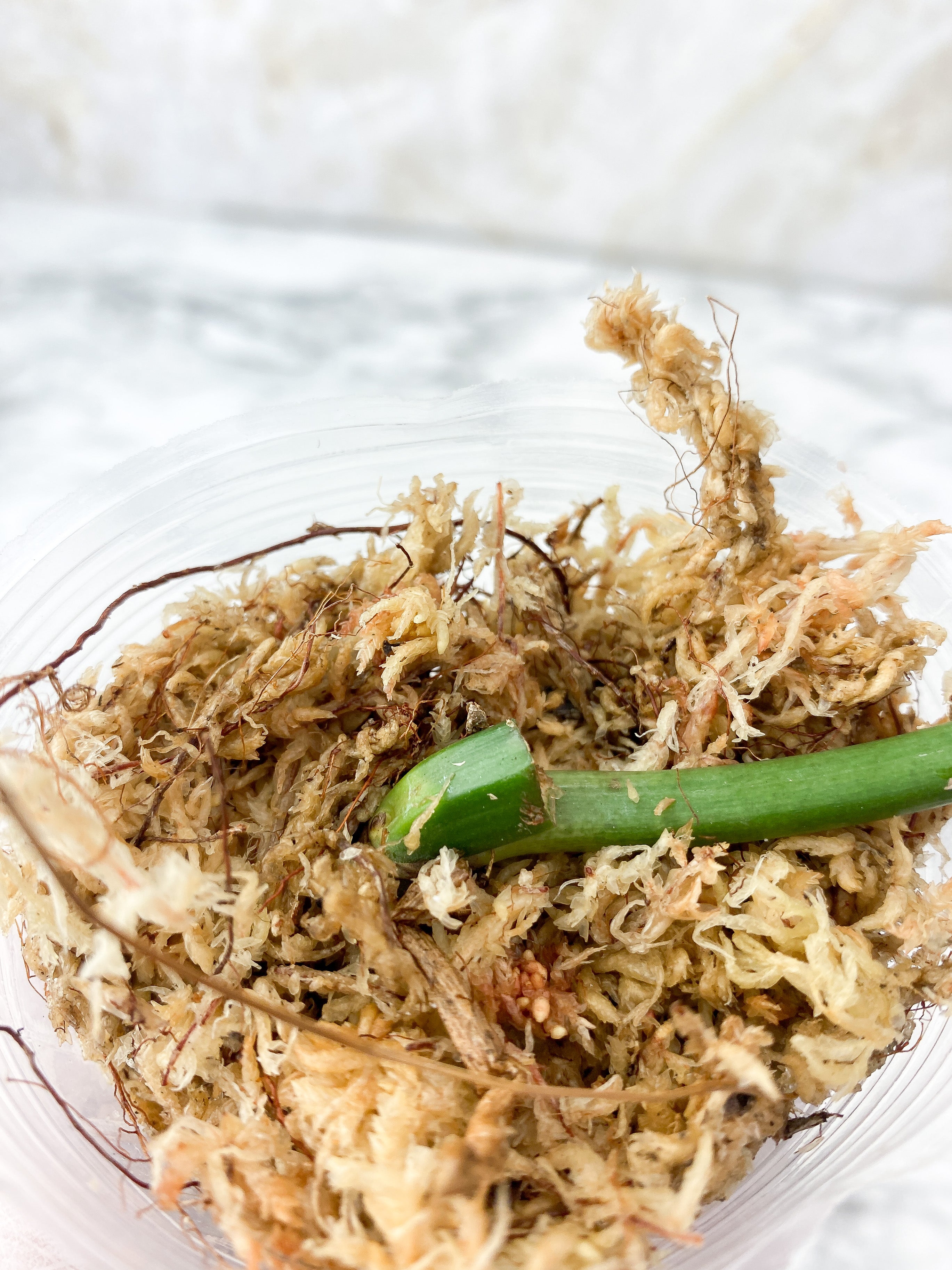 Philodendron Tortum Narrow Form Rooting cutting