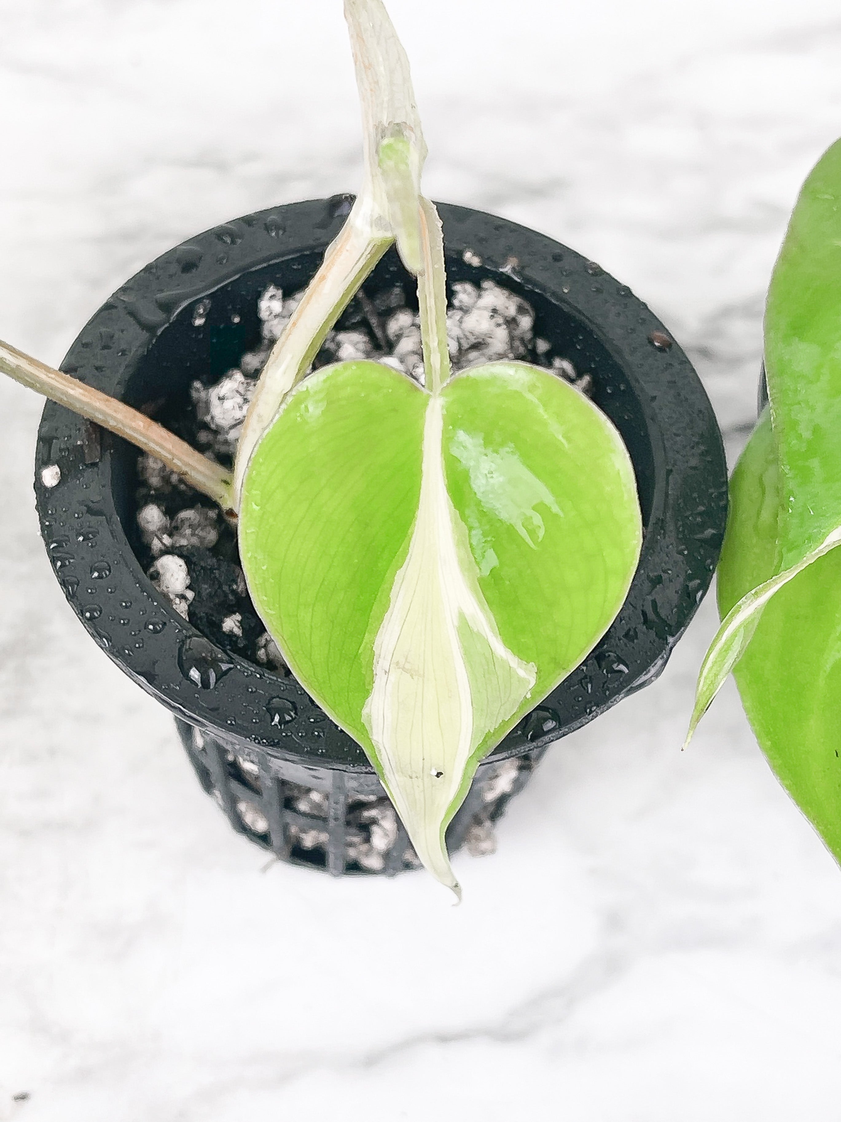 Philodendron Cream Splash Slightly Rooted. Grower Choice