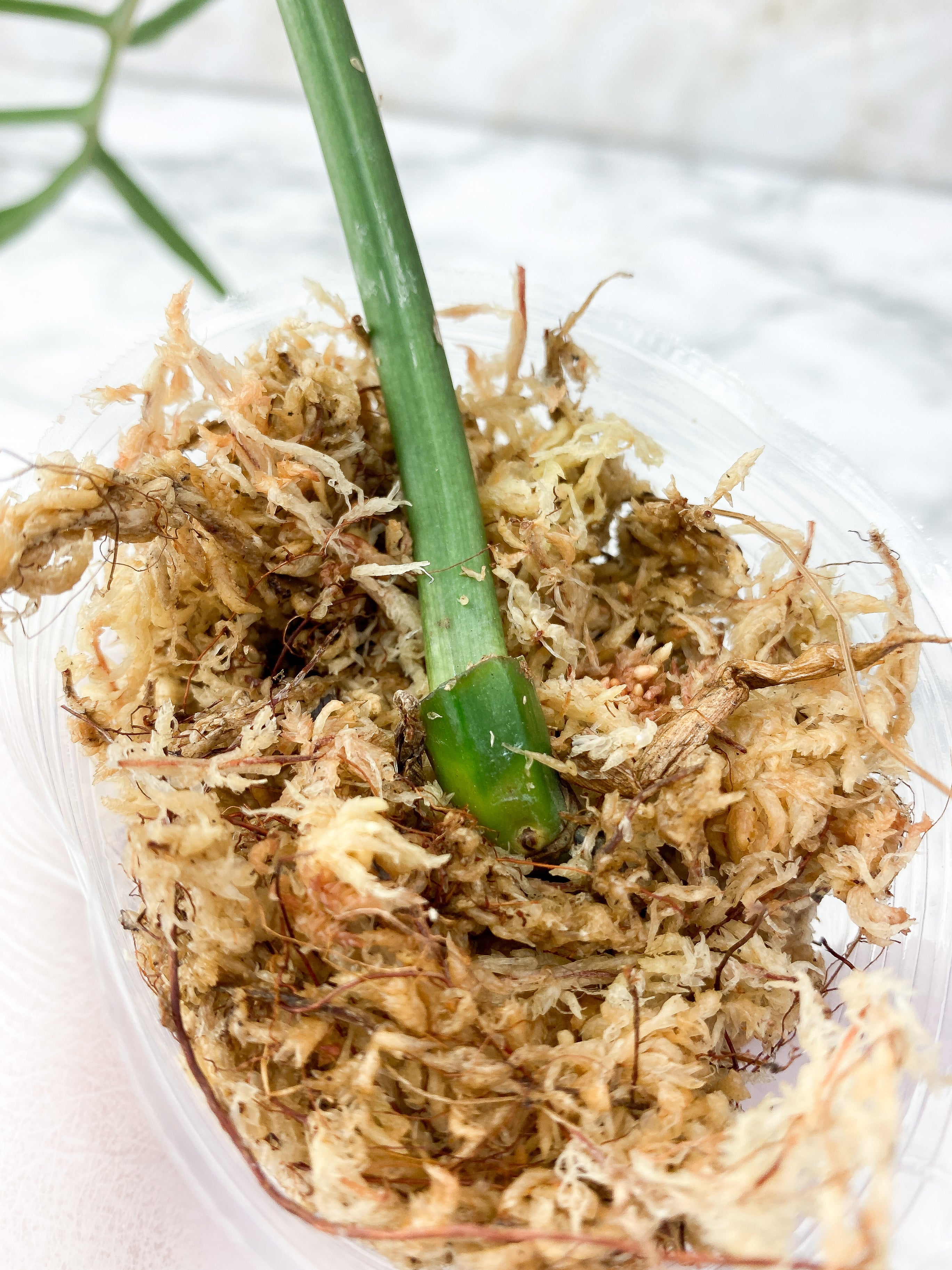 Philodendron Tortum Narrow Form Rooting cutting