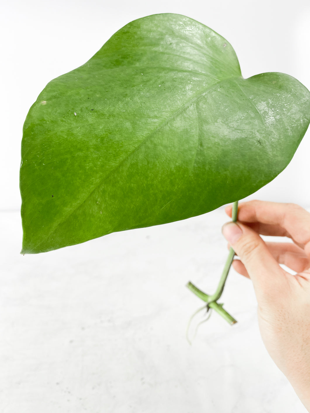 Monstera Sierrana Rooting 1 leaf 1 sprout cutting