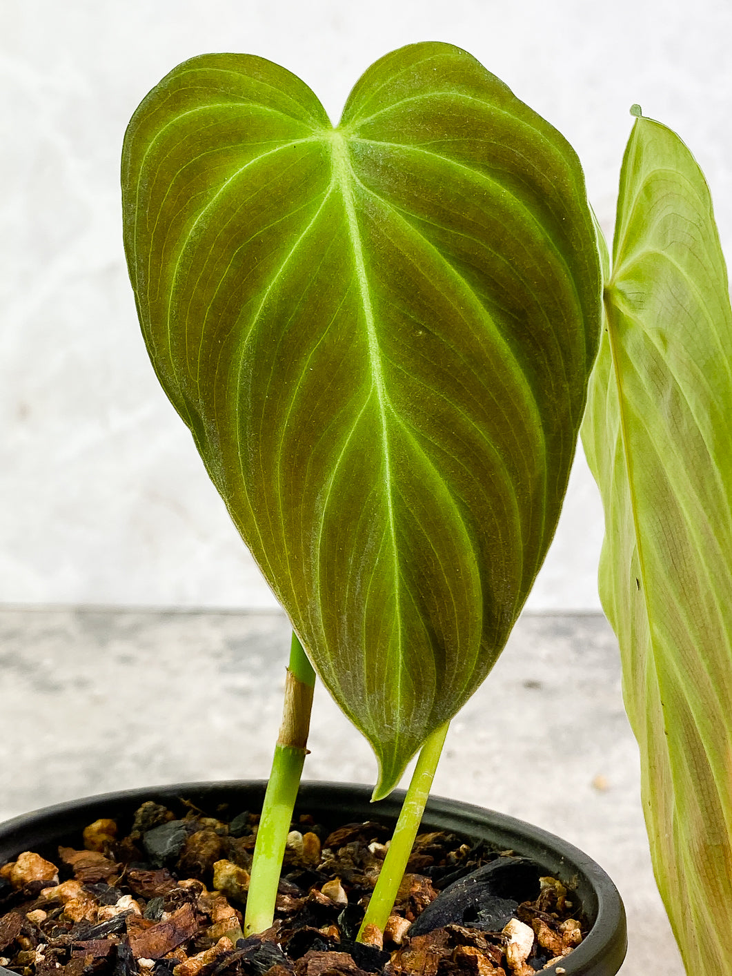 Philodendron Splendid 2 leaves rooted