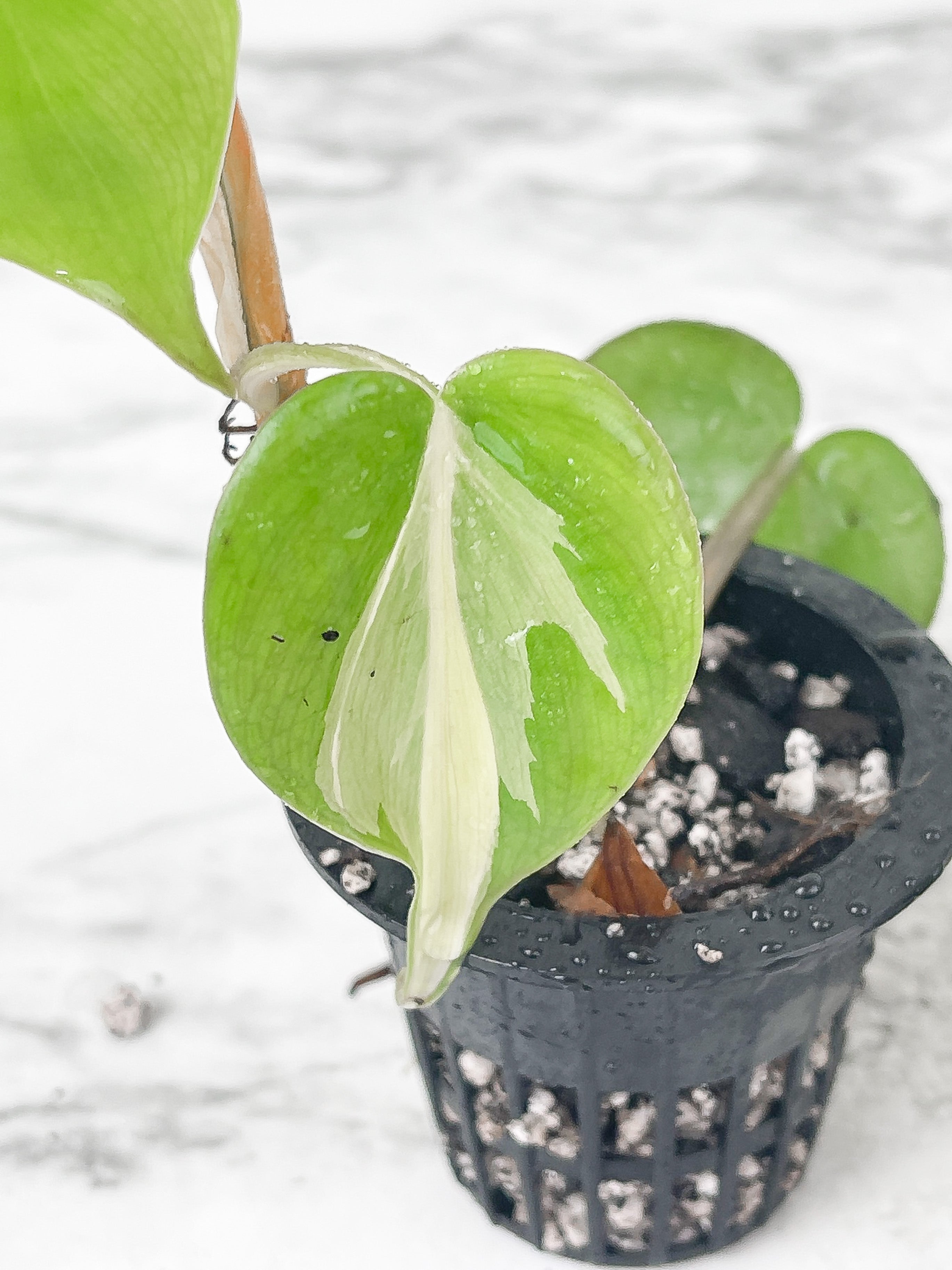 Philodendron Cream Splash Slightly Rooted. Grower Choice