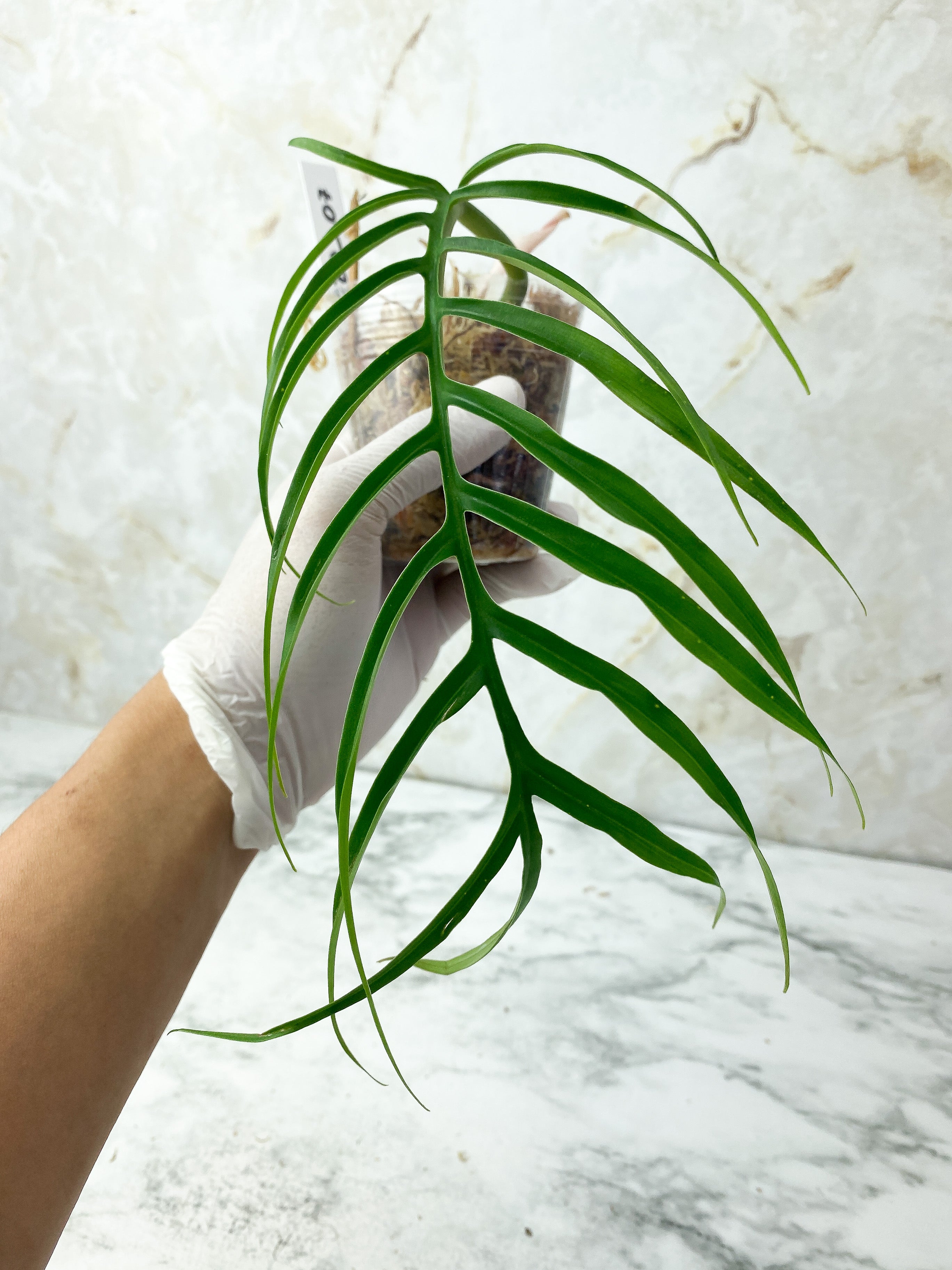 Reserved: Philodendron Tortum Narrow Form rooted cutting