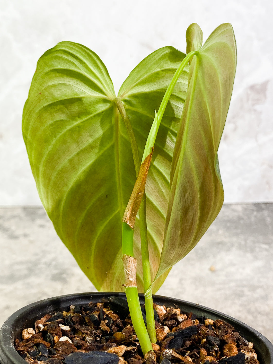 Philodendron Splendid 2 leaves rooted