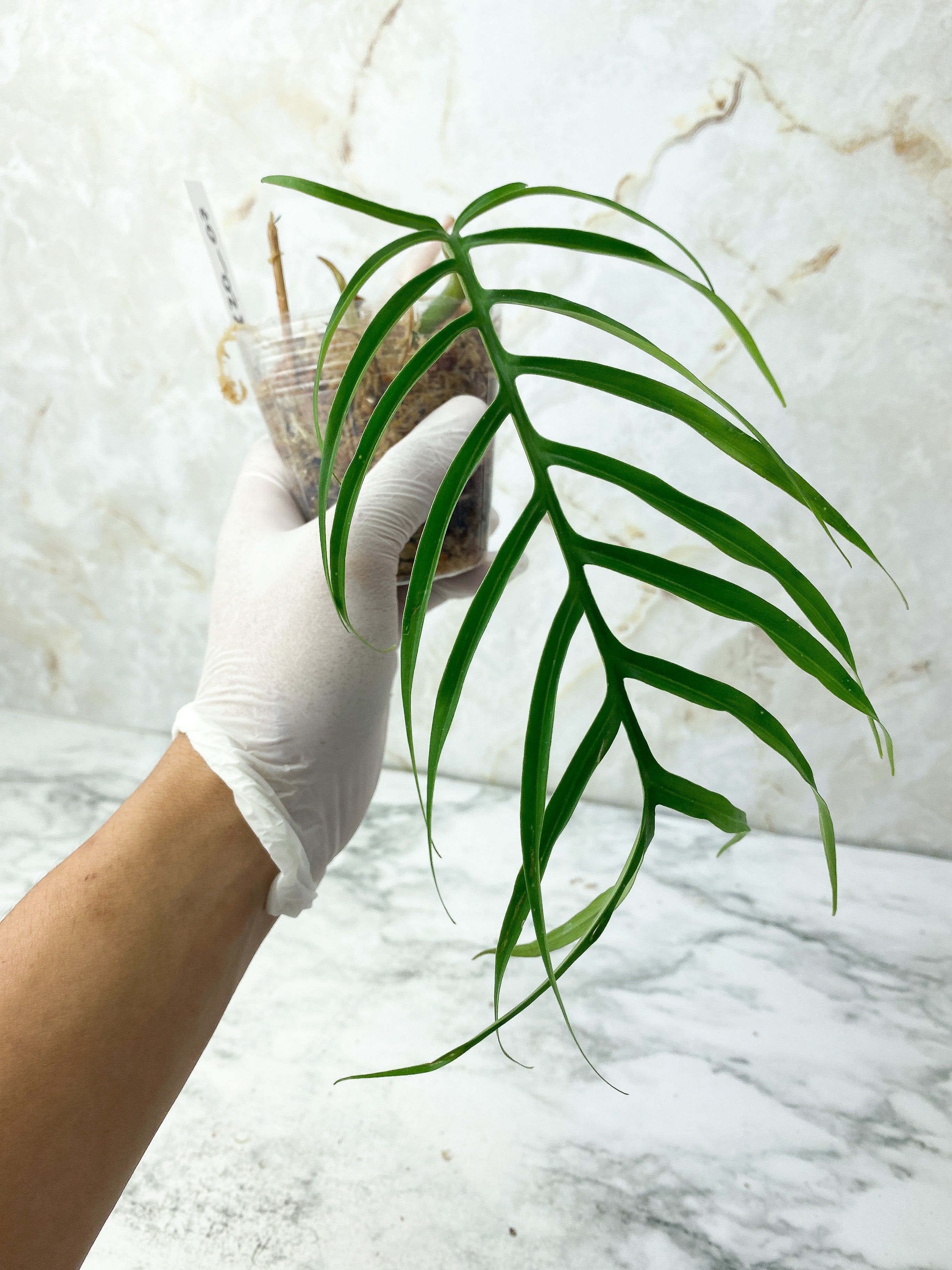 Reserved: Philodendron Tortum Narrow Form rooted cutting