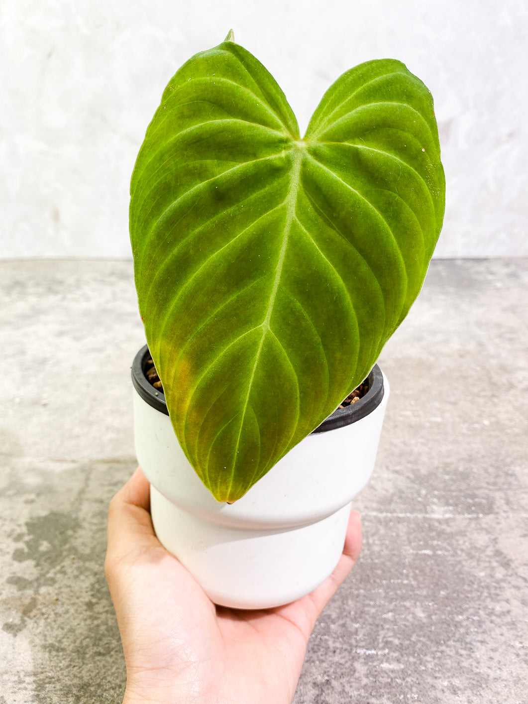 Philodendron Splendid 2 leaves rooted