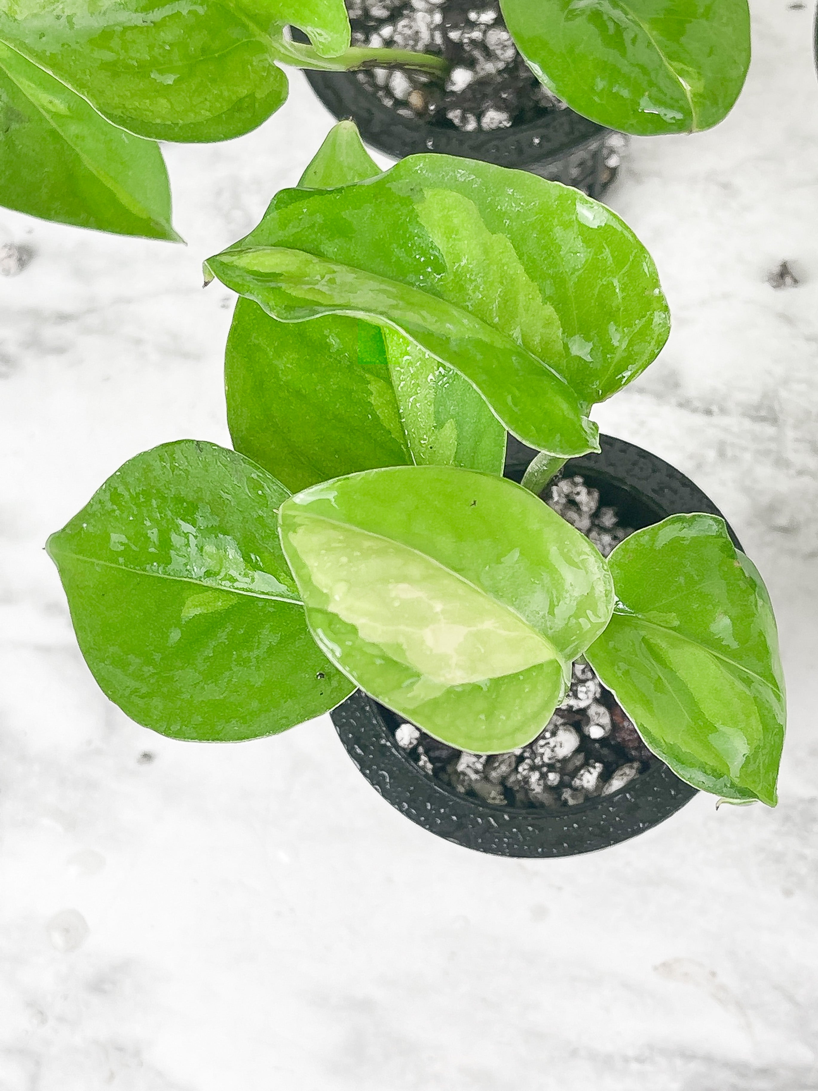 Global Green Pothos slightly rooted.  Grower Choice