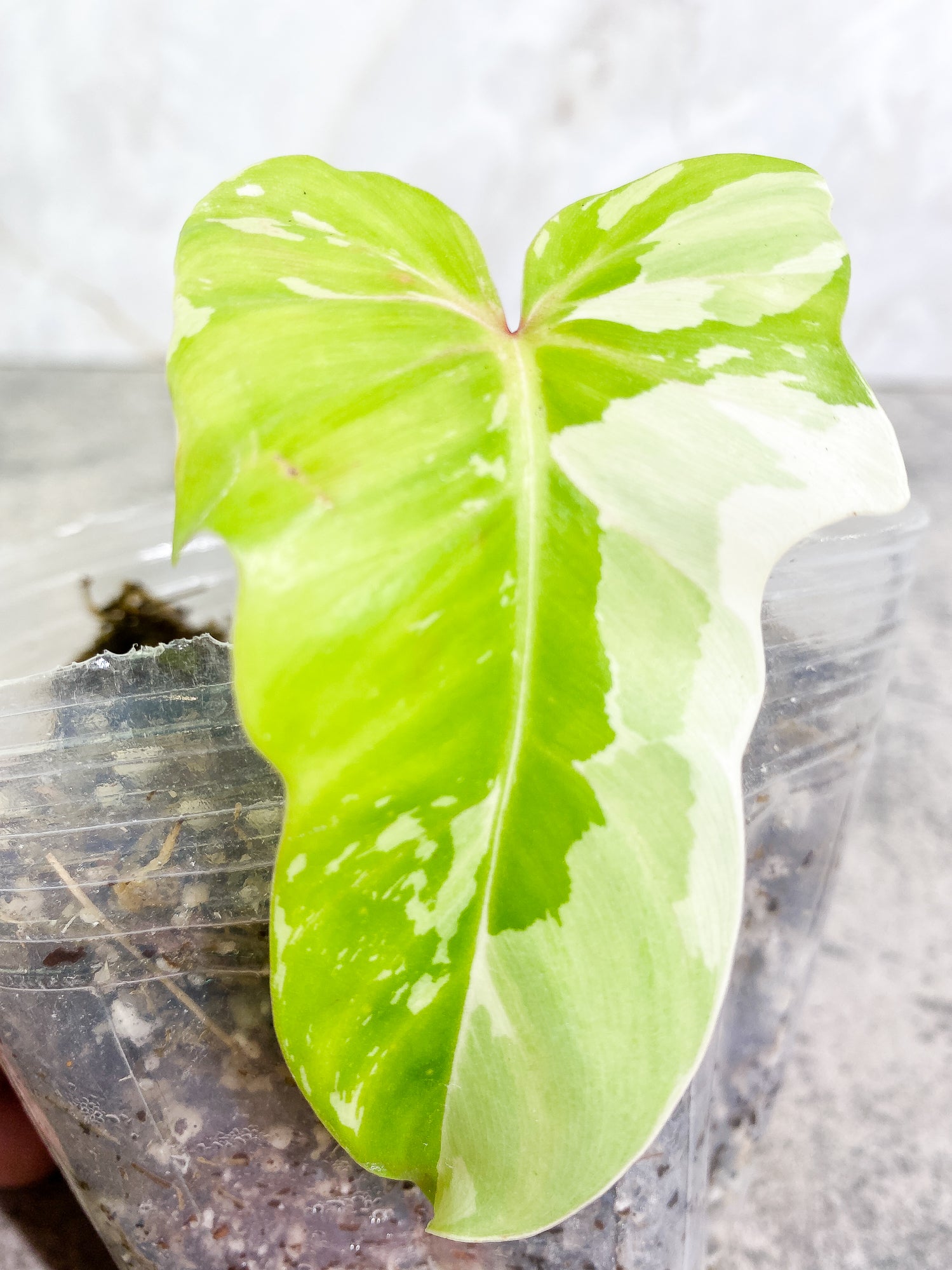 Philodendron Golden Dragon variegated Rooted 1 leaf 1 sprout