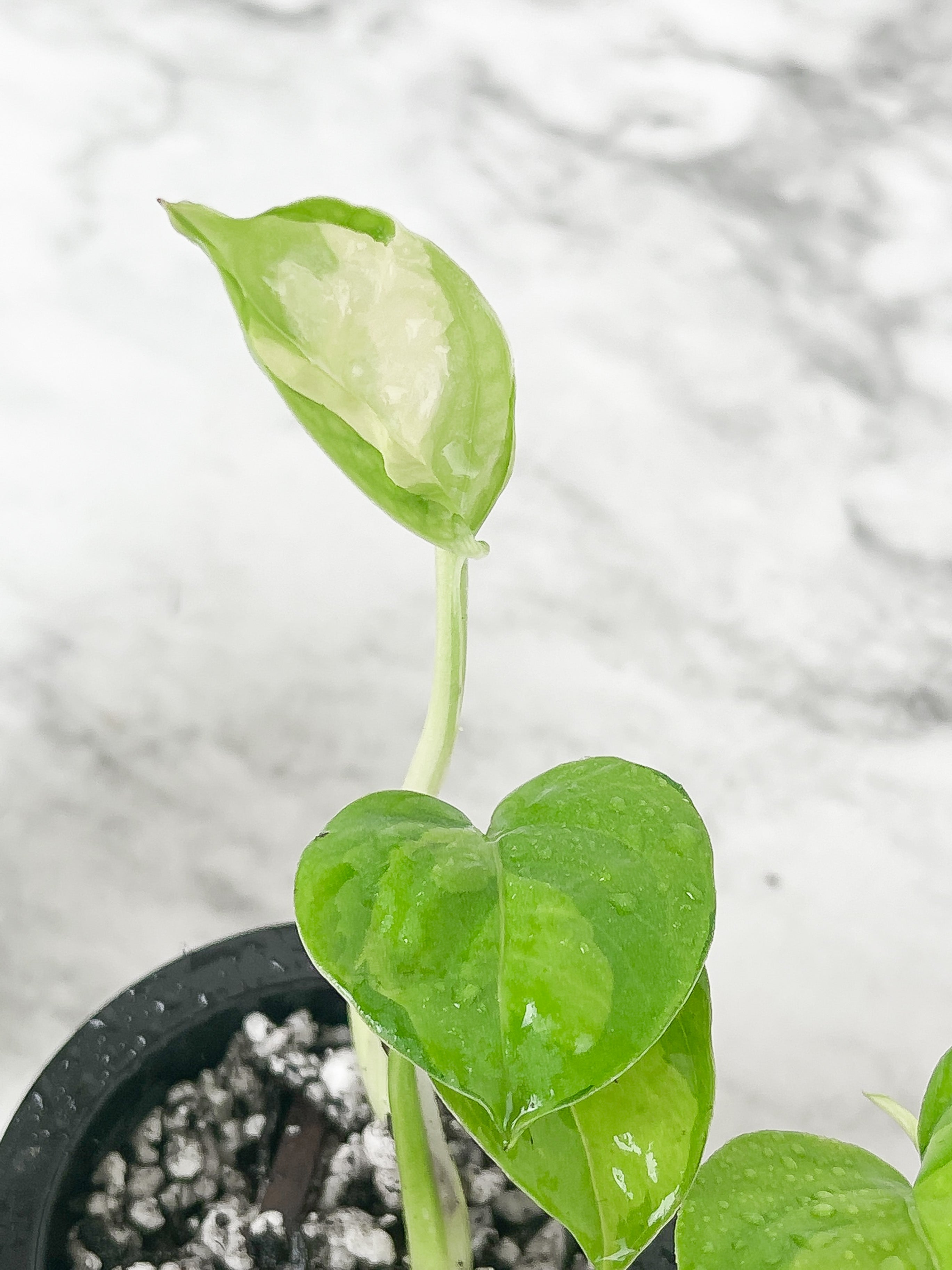 Global Green Pothos slightly rooted.  Grower Choice