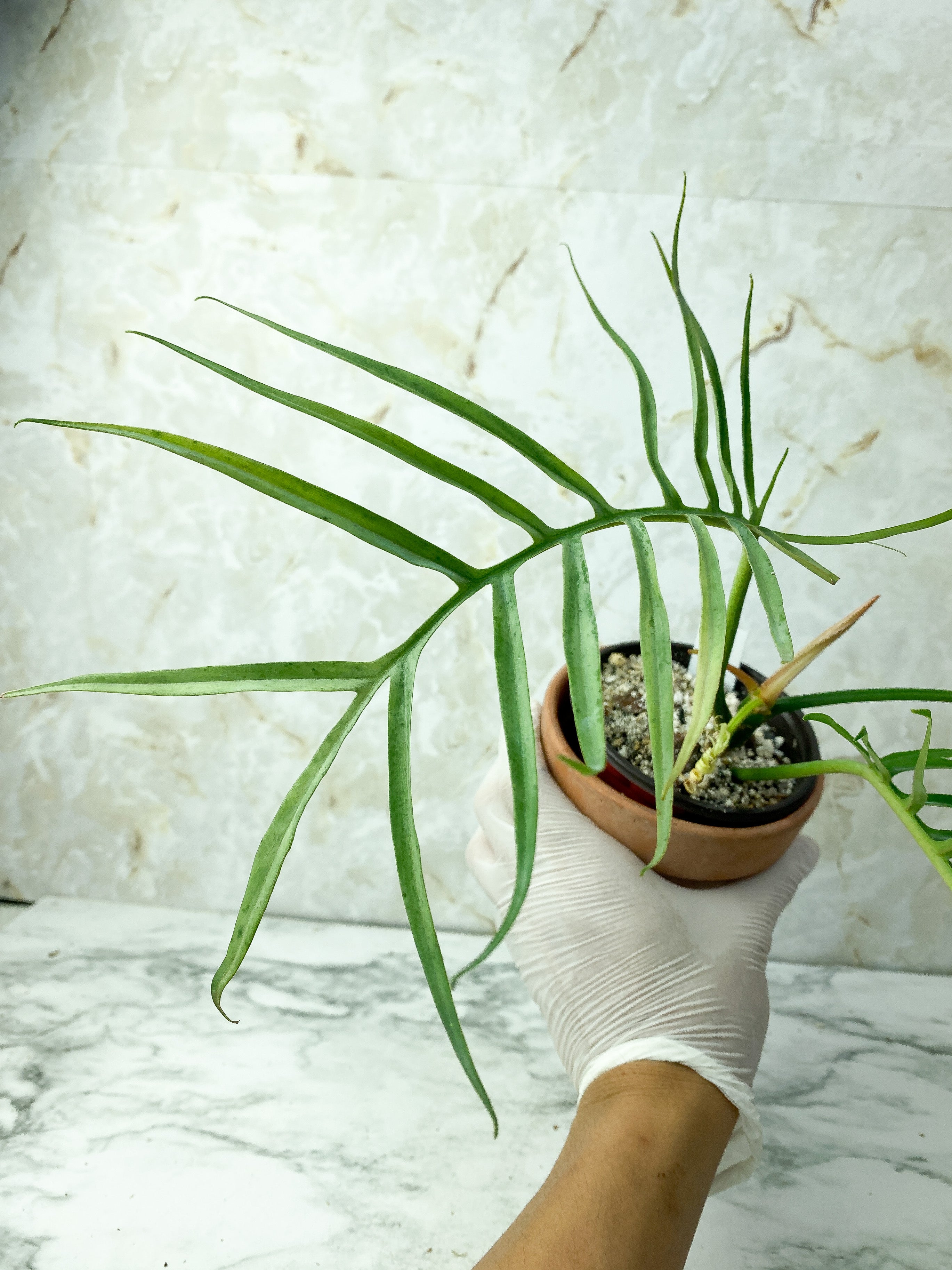 Philodendron Tortum Narrow Form Rooting rooted