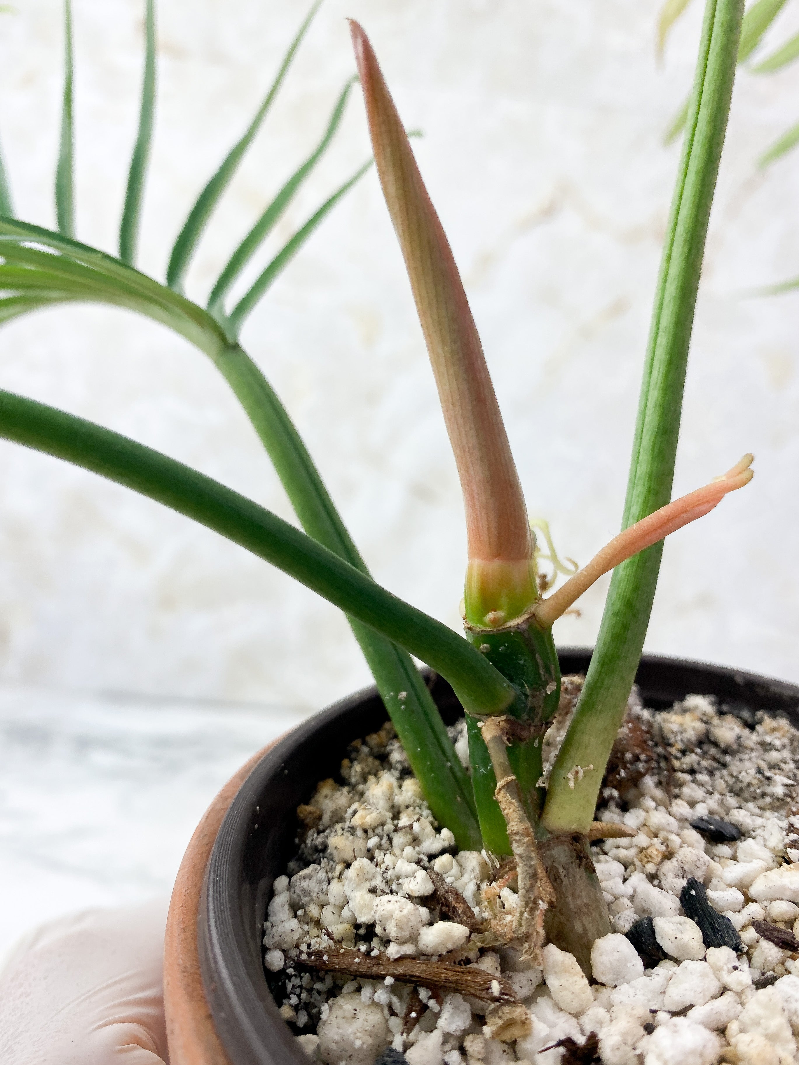 Philodendron Tortum Narrow Form Rooting rooted