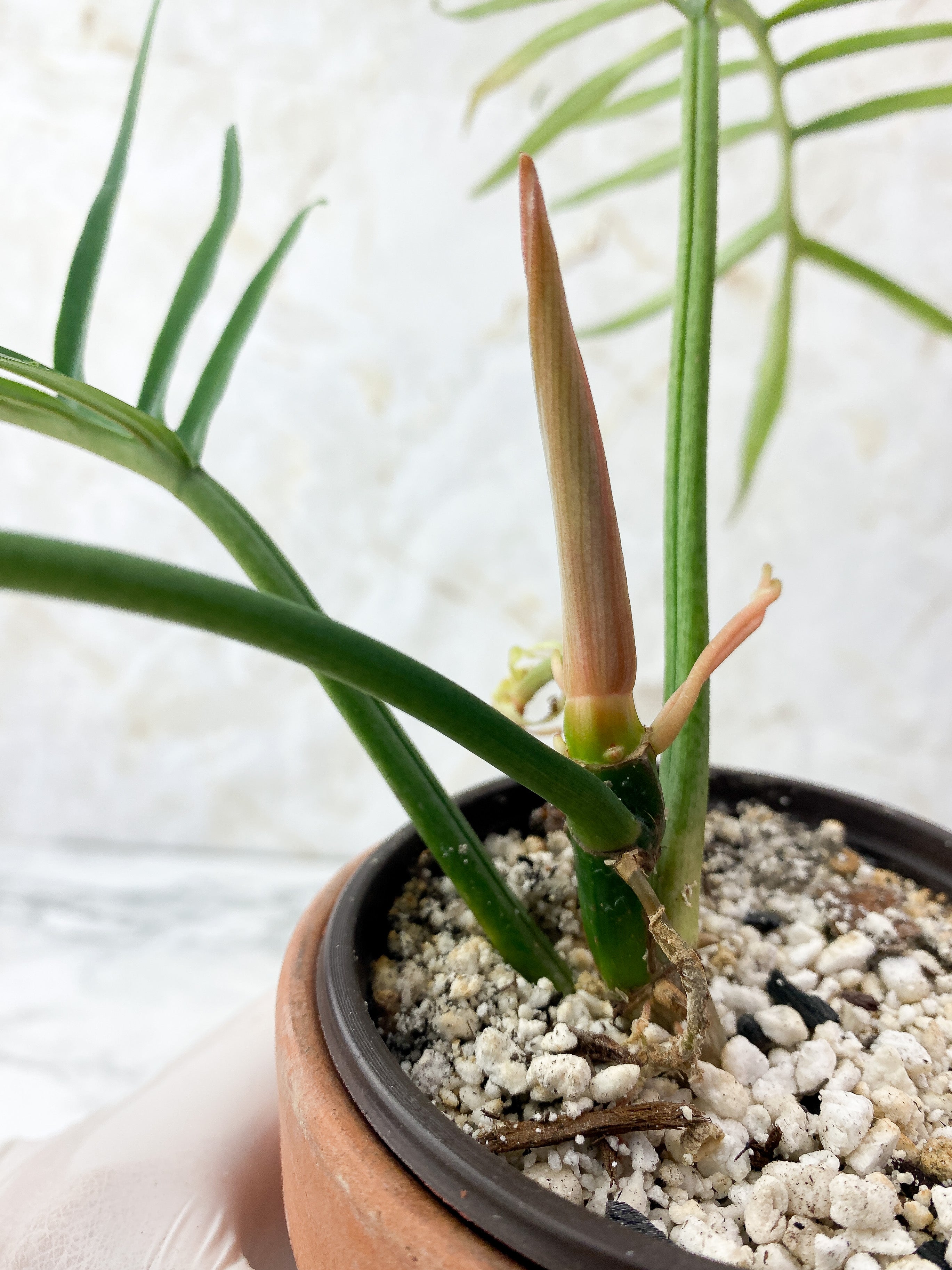 Philodendron Tortum Narrow Form Rooting rooted