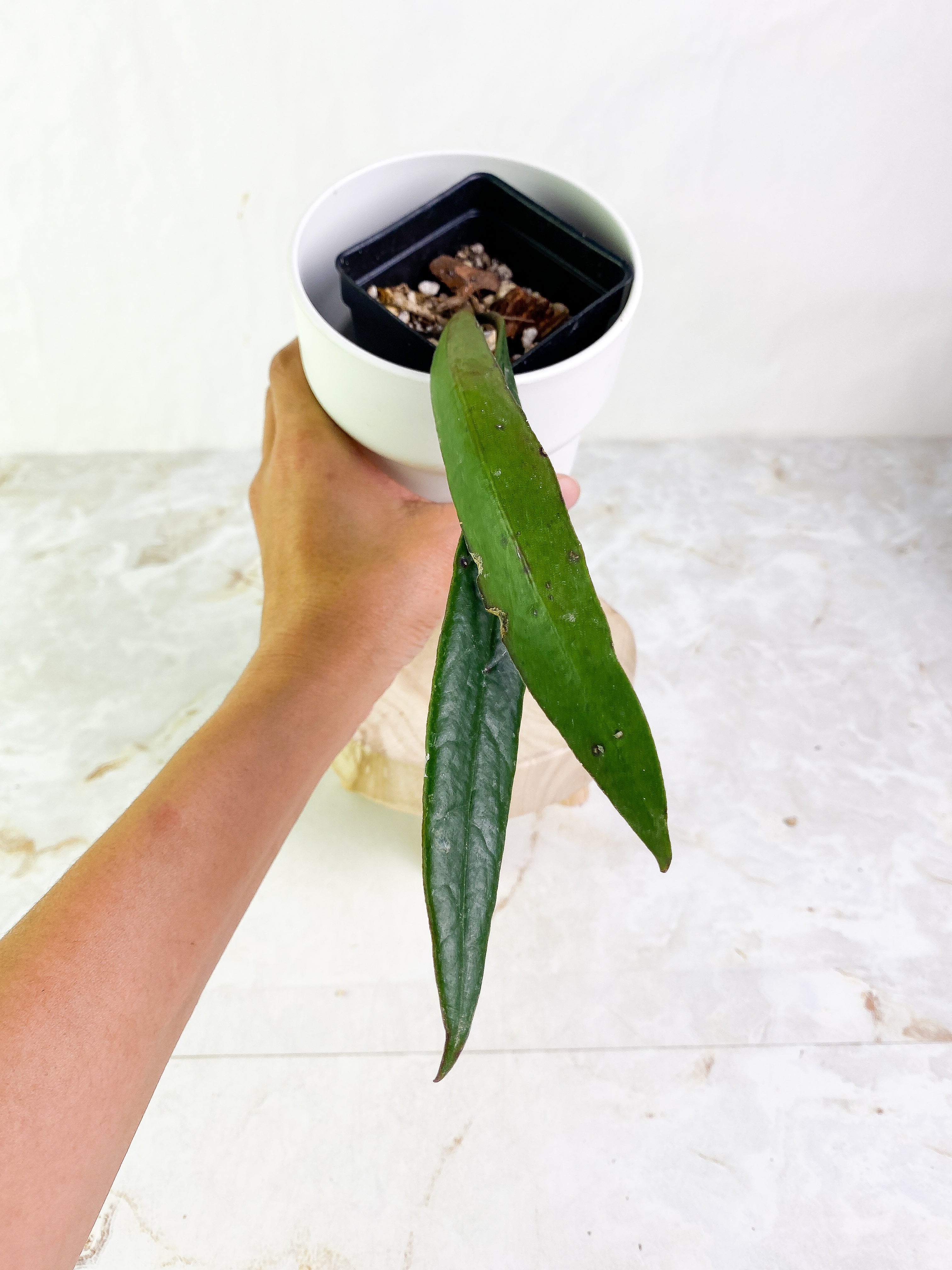 Hoya sulawesiana 2 leaves Rooted