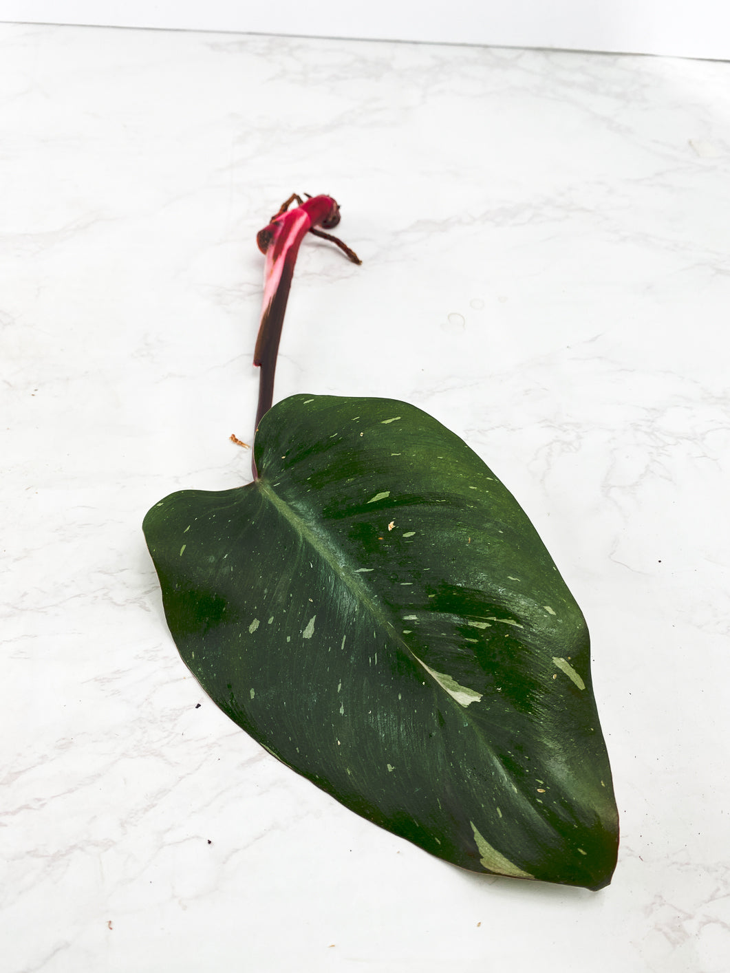 Philodendron red Anderson Rooting triple nodes 1 leaf