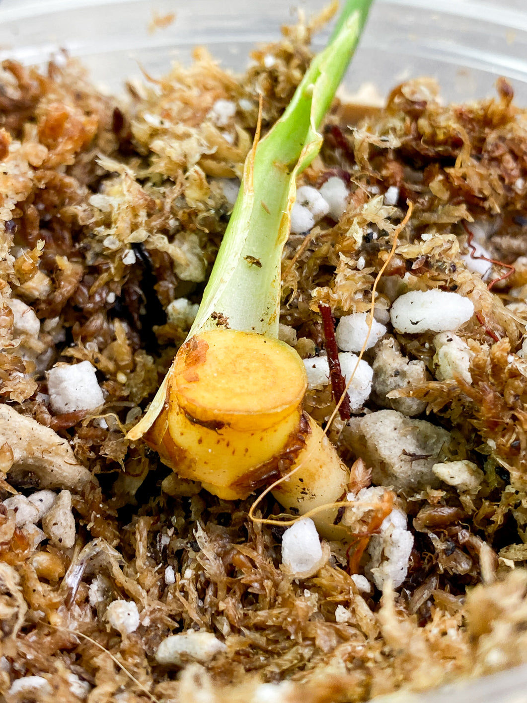 Philodendron  Williamsii variegated  Slightly Rooted node