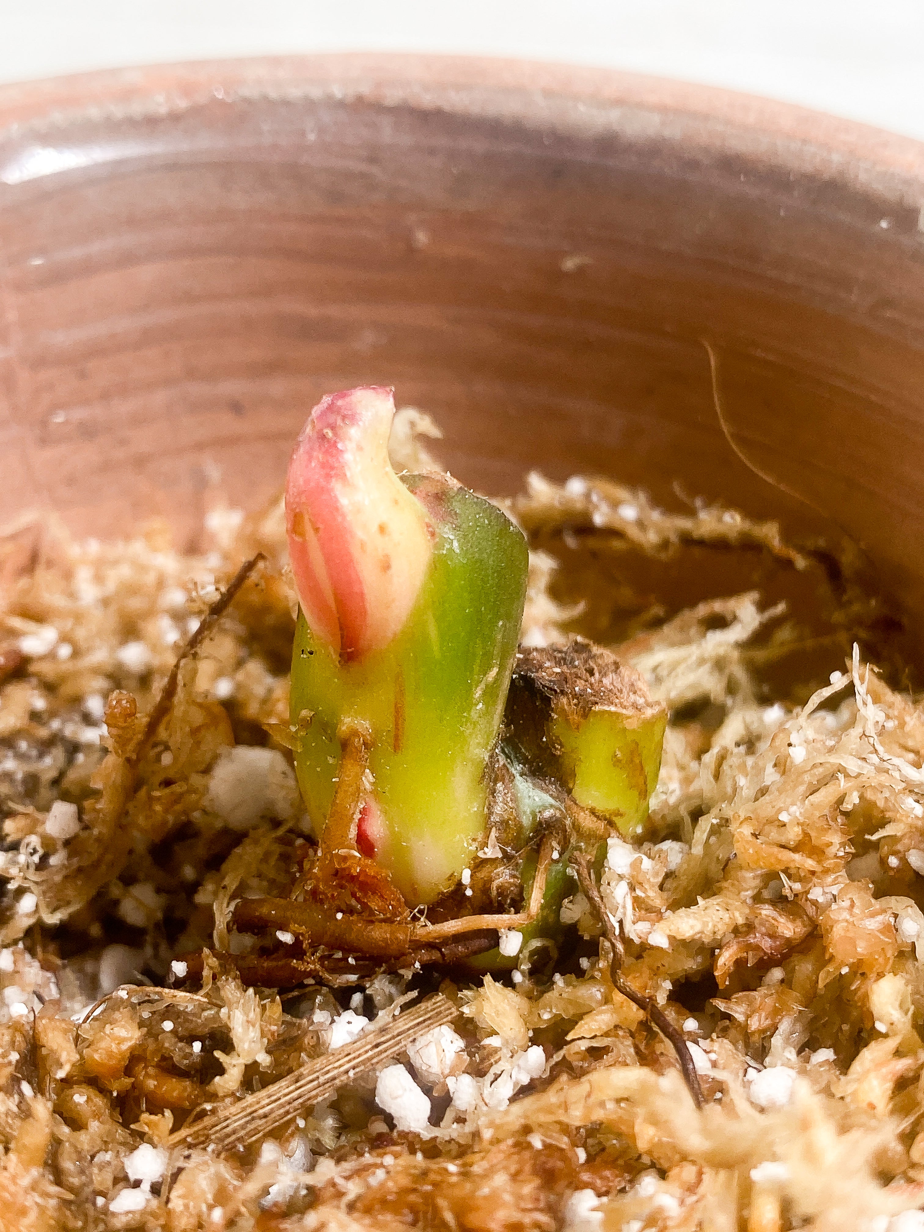 Philodendron White princess tricolor 2 sprouts Slightly Rooted