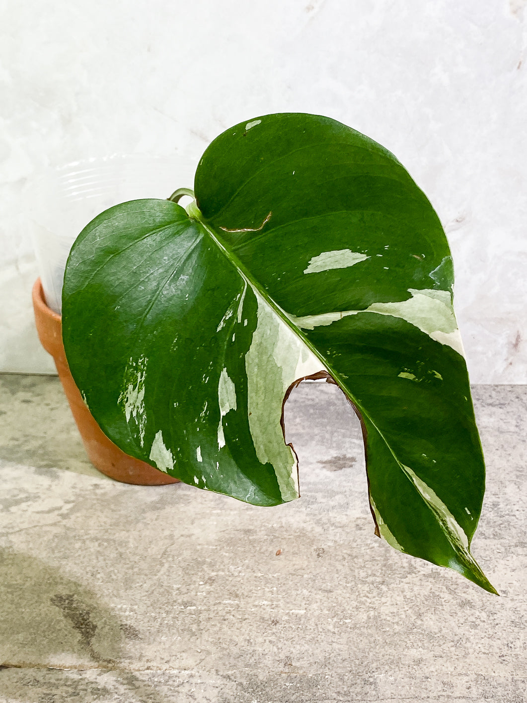 Monstera Albo Variegated 1 leaf 1 growing bud rooted