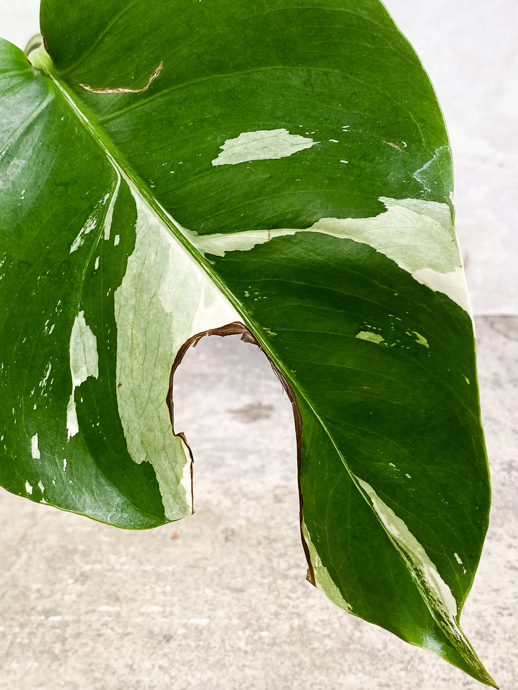 Monstera Albo Variegated 1 leaf 1 growing bud rooted