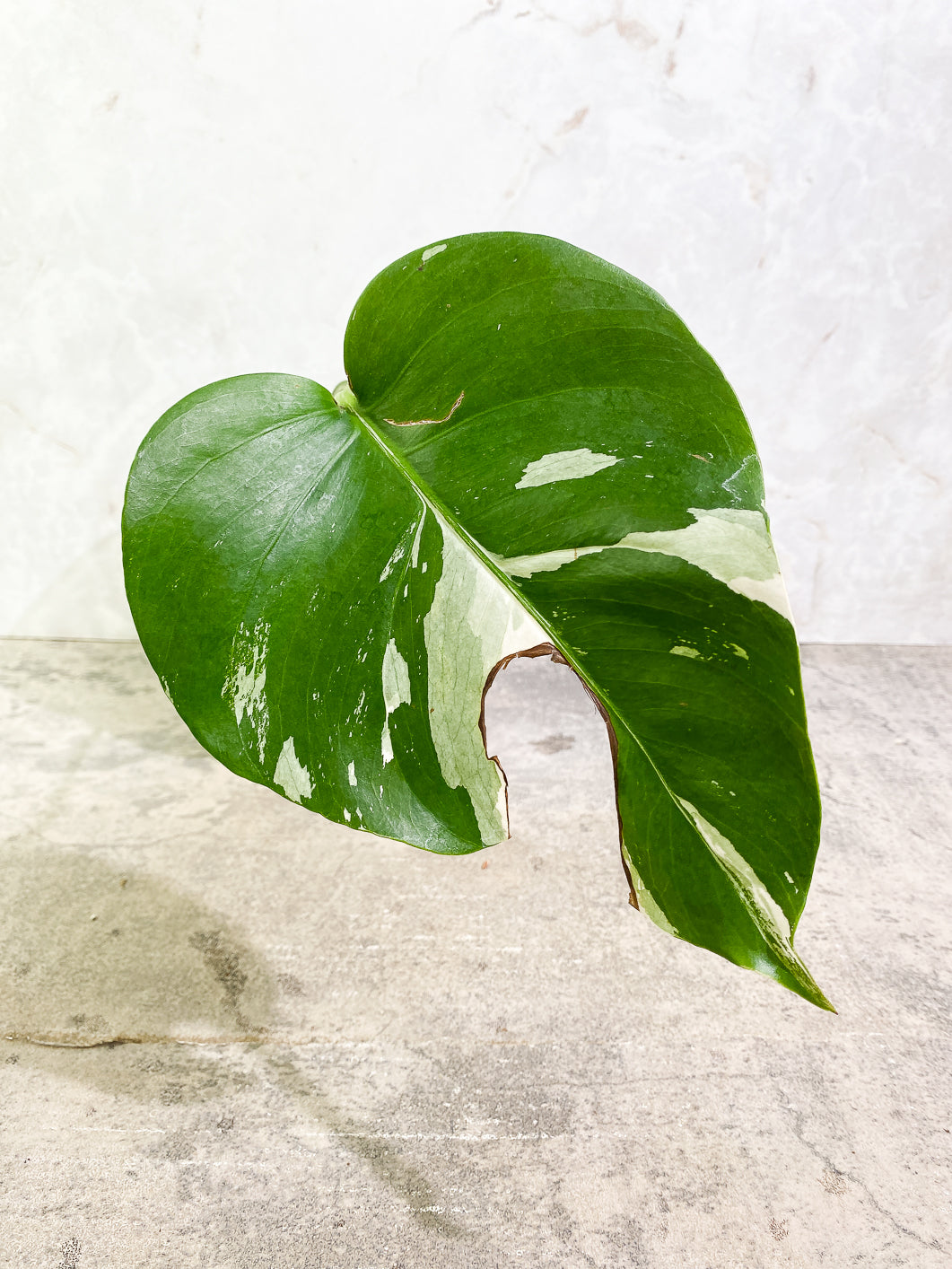 Monstera Albo Variegated 1 leaf 1 growing bud rooted