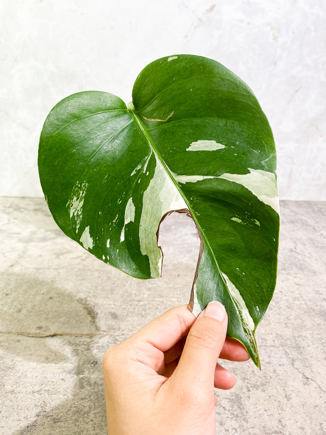 Monstera Albo Variegated 1 leaf 1 growing bud rooted