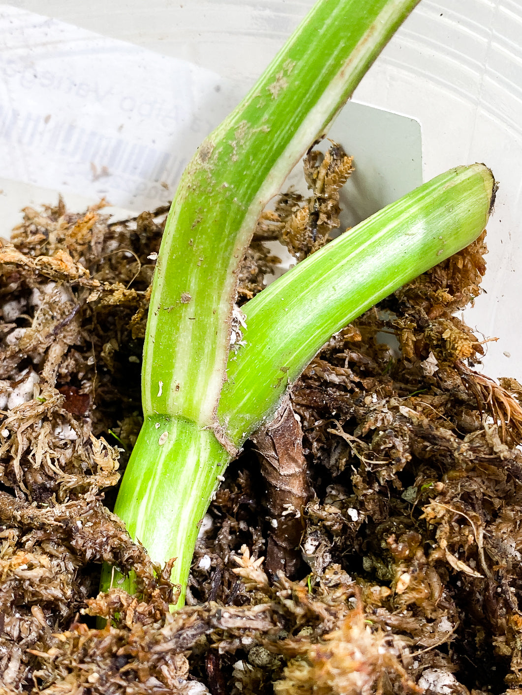 Monstera Albo Variegated 1 leaf 1 growing bud rooted