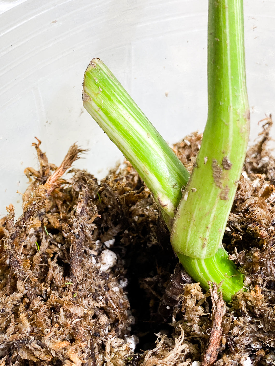 Monstera Albo Variegated 1 leaf 1 growing bud rooted