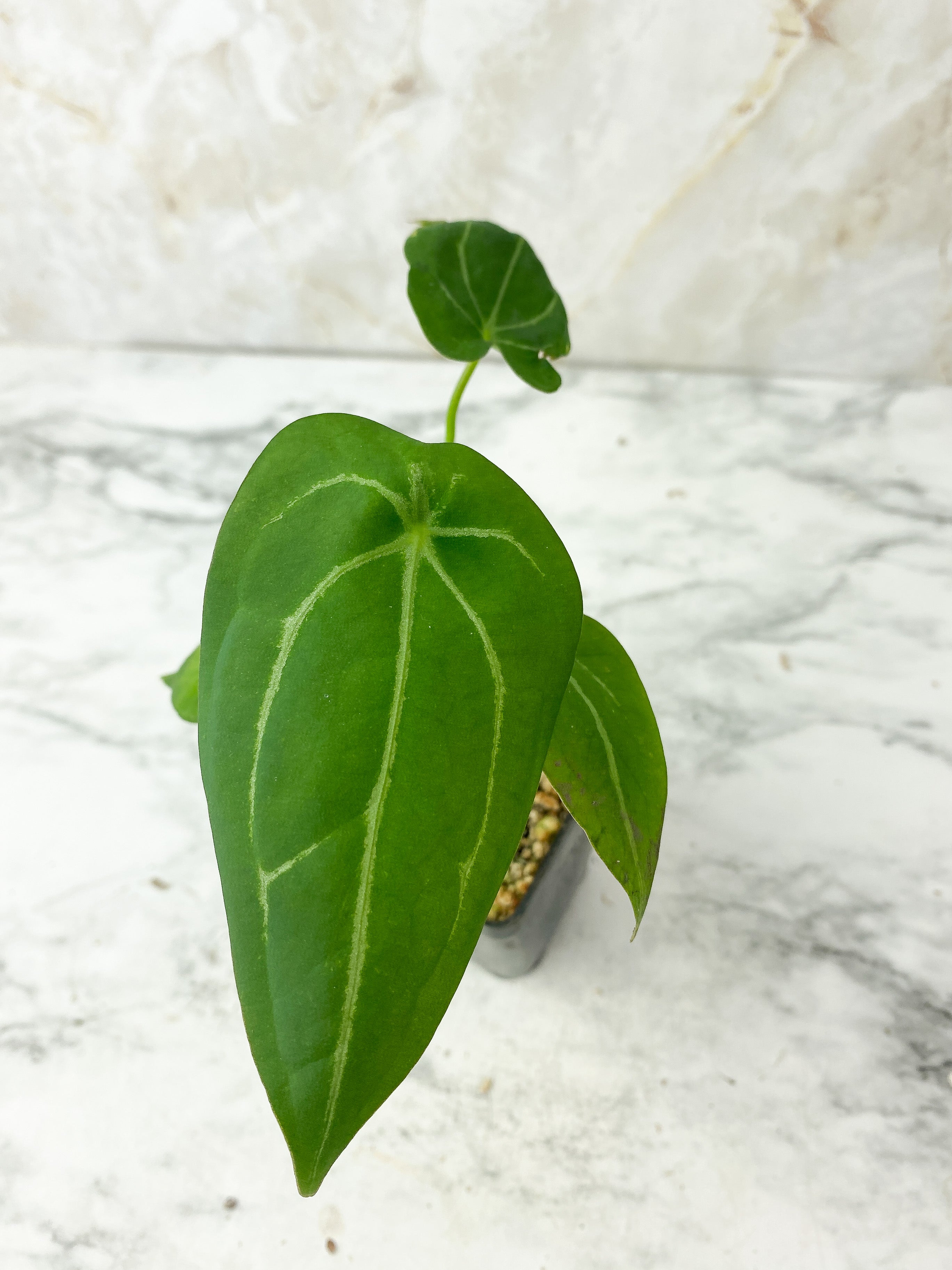 Reserved: Anthurium forgetii rooted