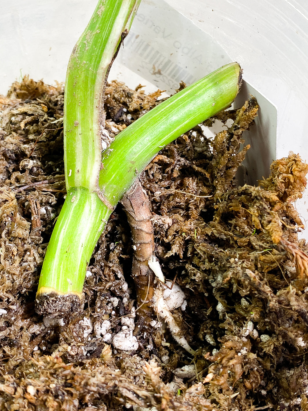 Monstera Albo Variegated 1 leaf 1 growing bud rooted