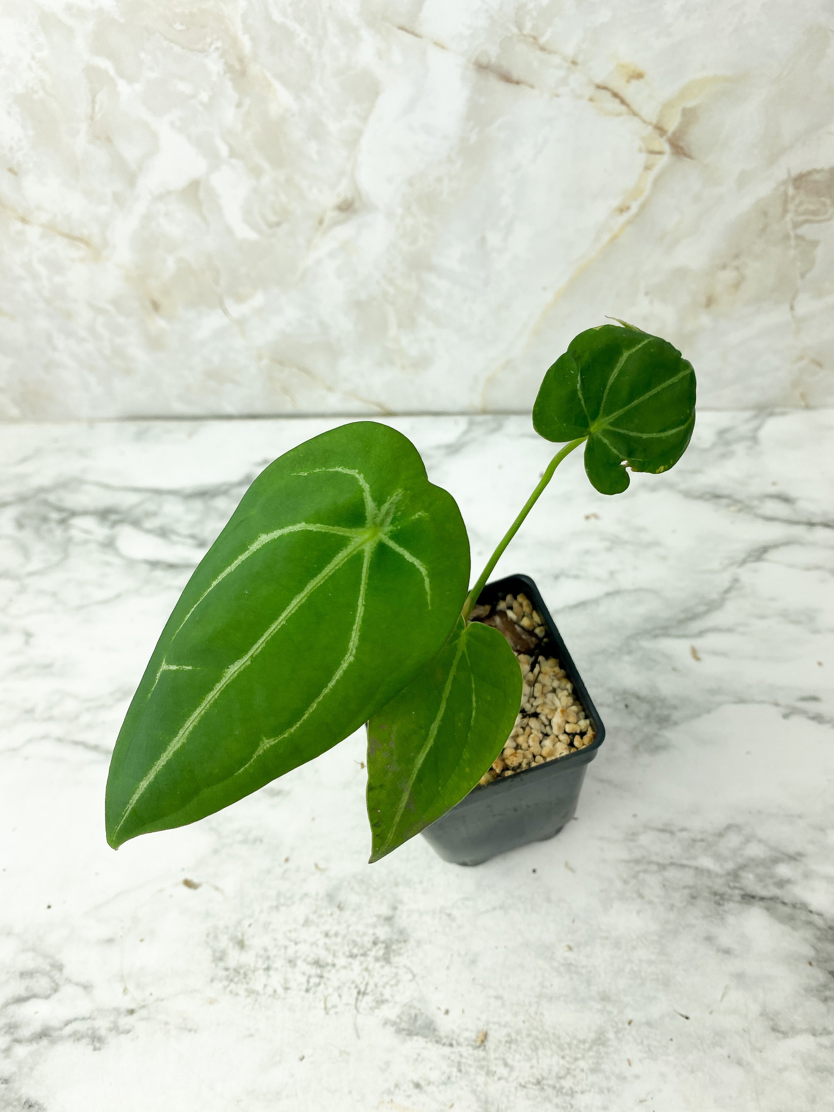 Reserved: Anthurium forgetii rooted