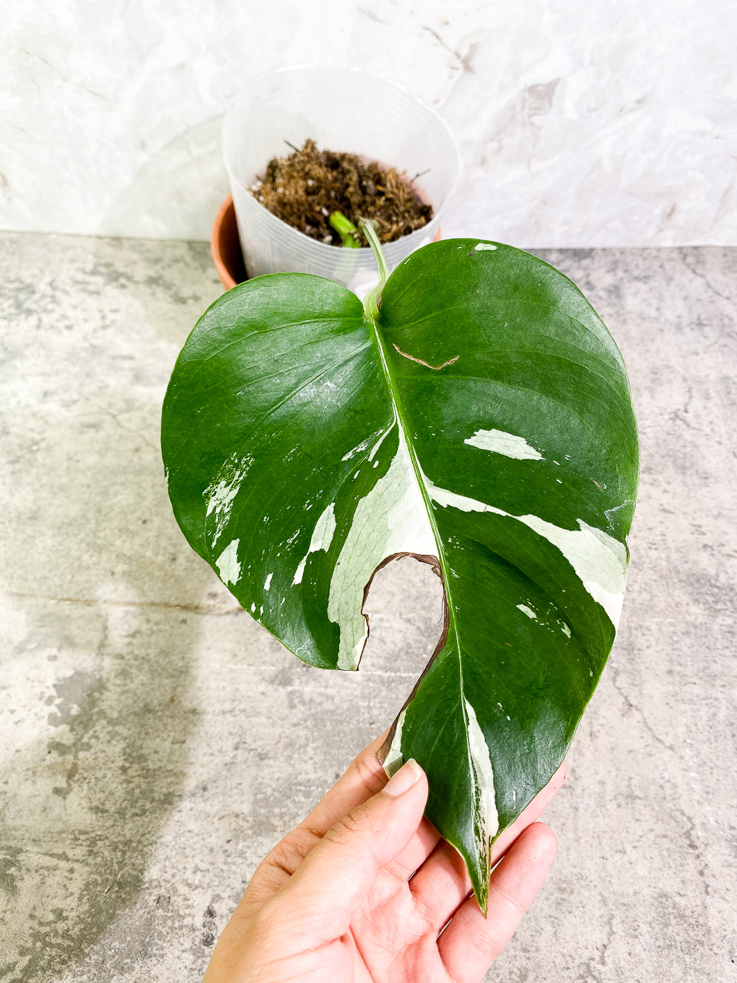 Monstera Albo Variegated 1 leaf 1 growing bud rooted