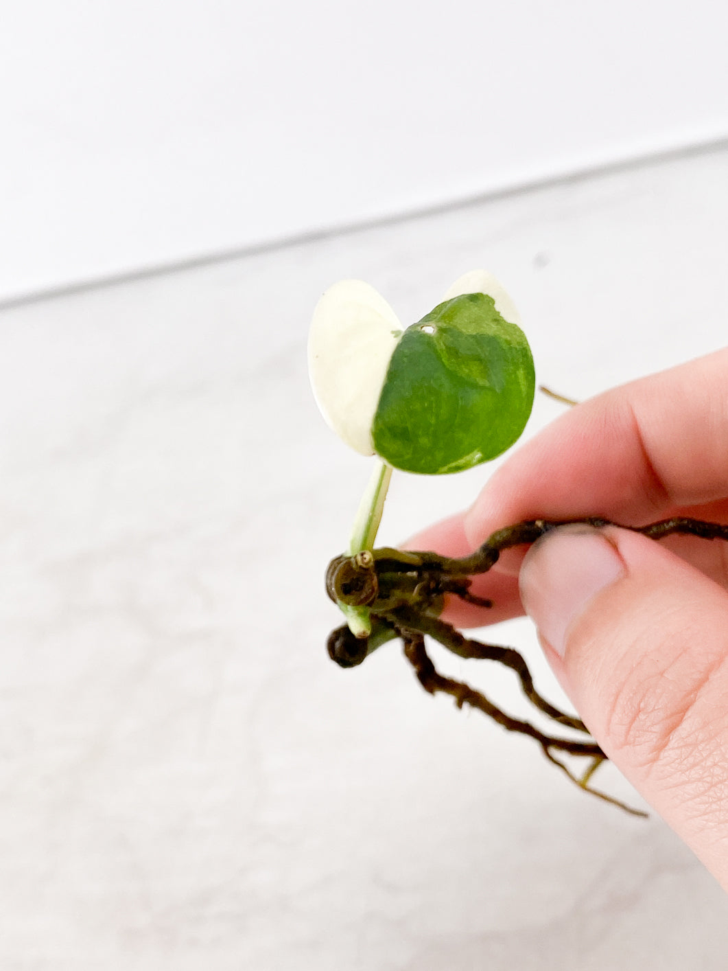 Monstera adansonii albo variegated 1 leaf  3 nodes