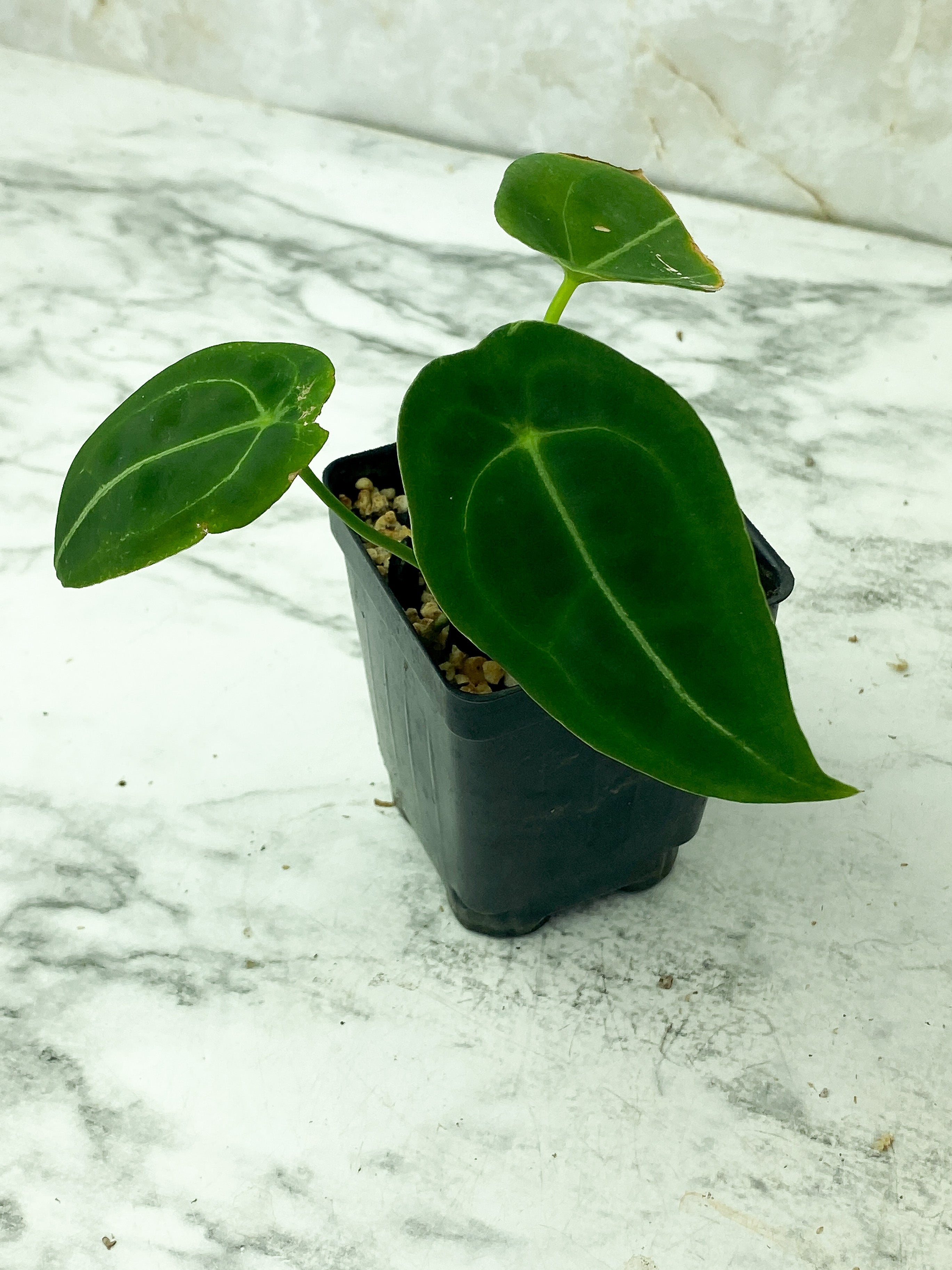 Reserved: Anthurium forgetii rooted