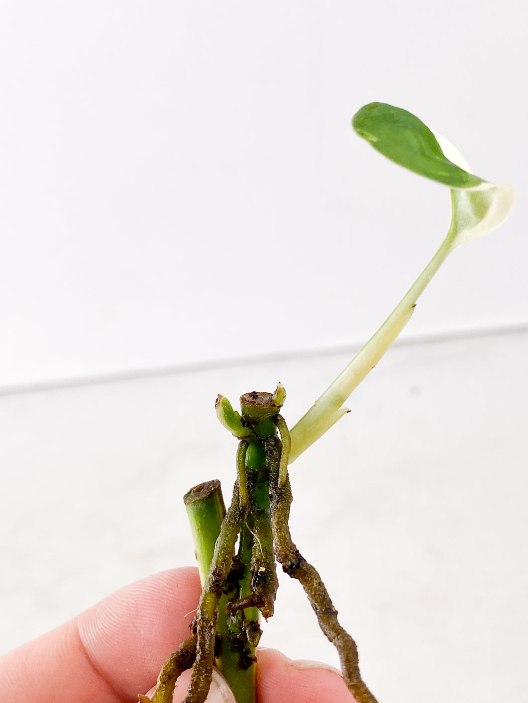 Monstera adansonii albo variegated 1 leaf  3 nodes