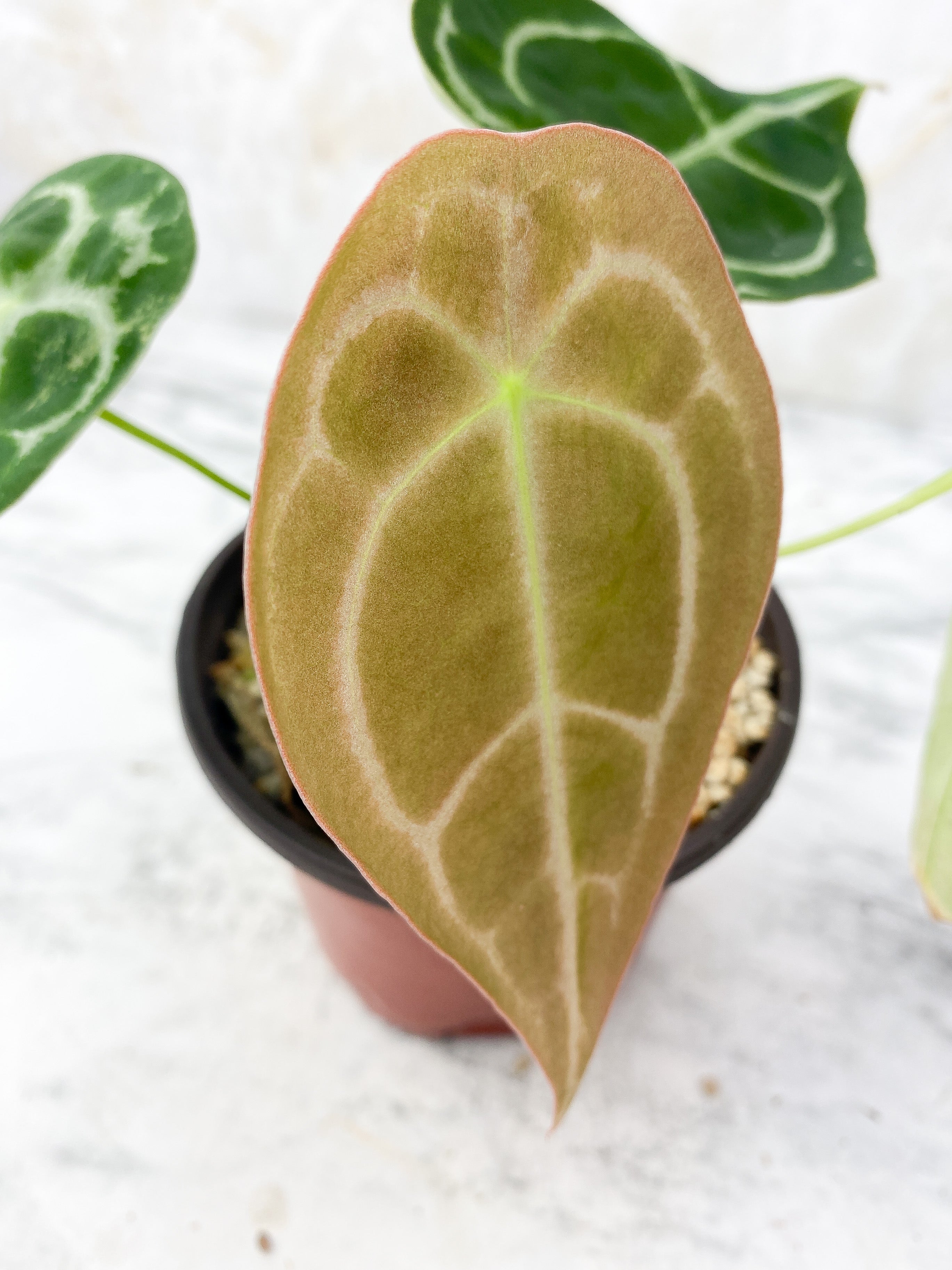 Reserved: Anthurium forgetii rooted