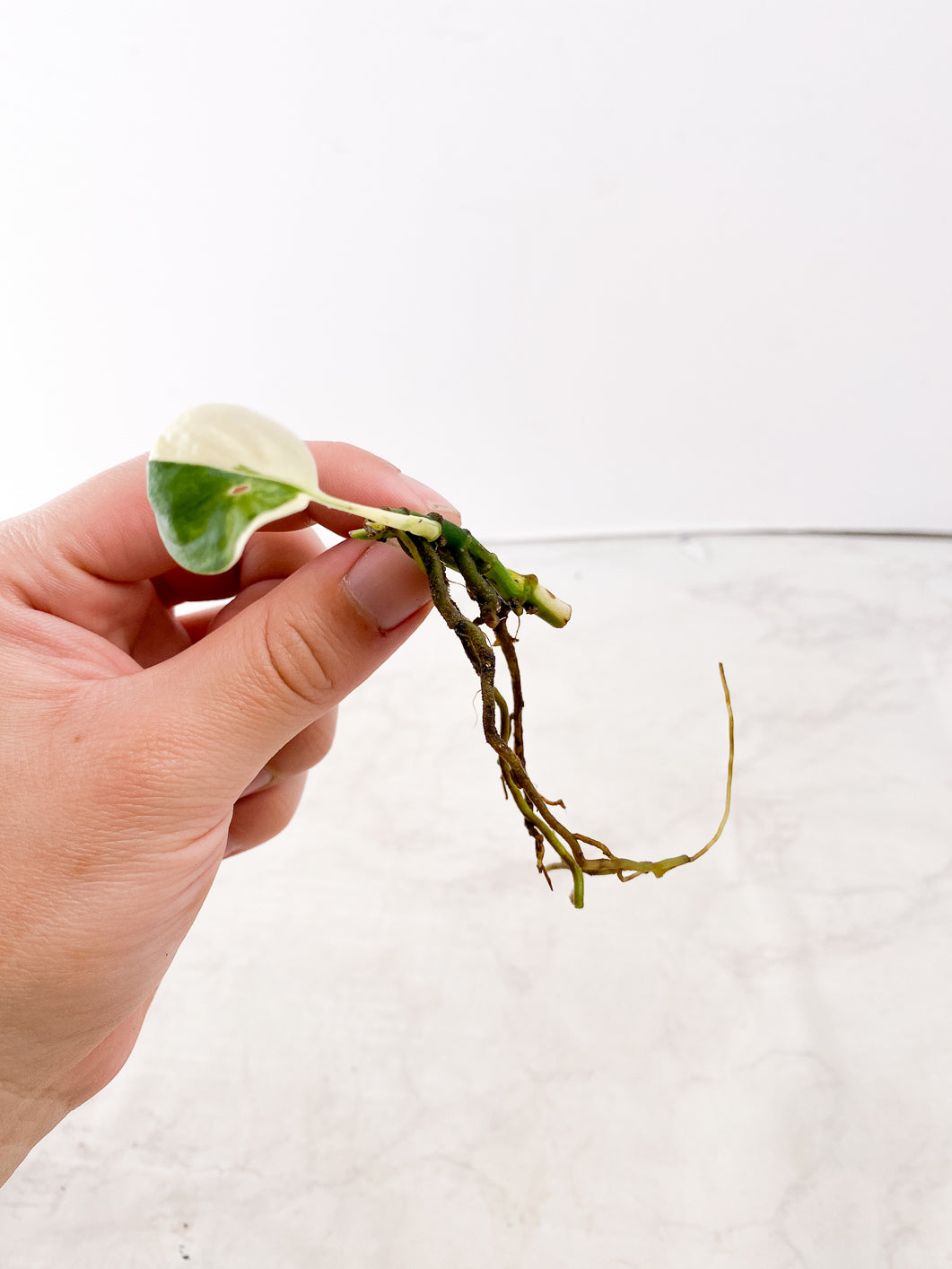 Monstera adansonii albo variegated 1 leaf  3 nodes