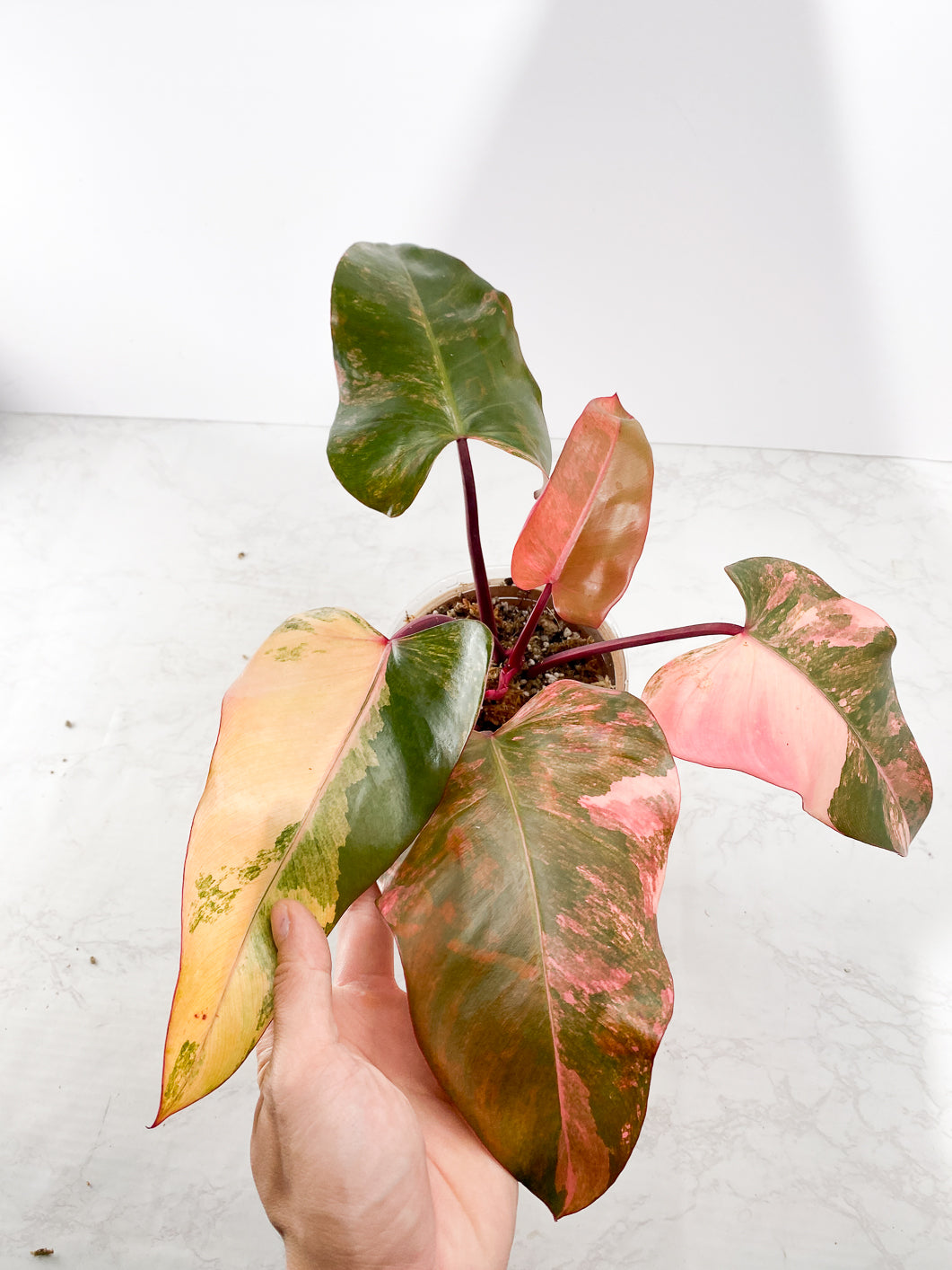 Philodendron Strawberry Shake Rooting  Highly Variegated 1 leaf 1 growing bud