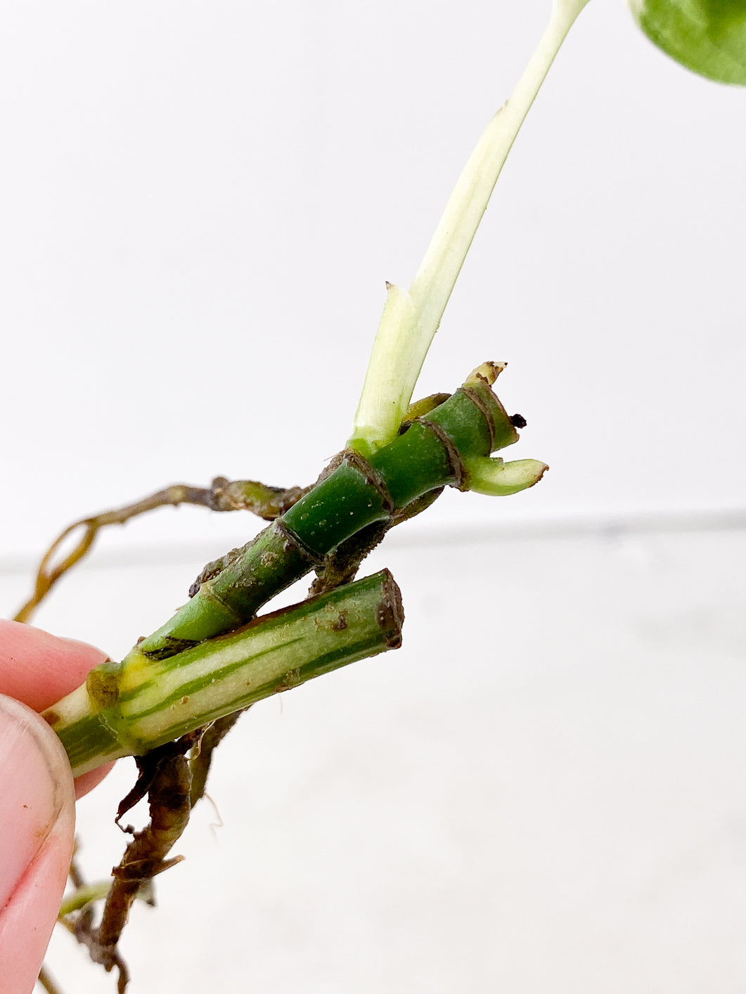 Monstera adansonii albo variegated 1 leaf  3 nodes