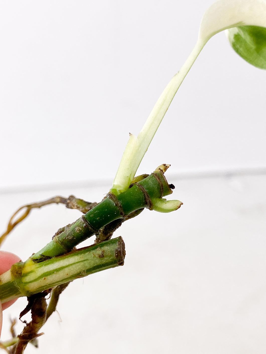 Monstera adansonii albo variegated 1 leaf  3 nodes