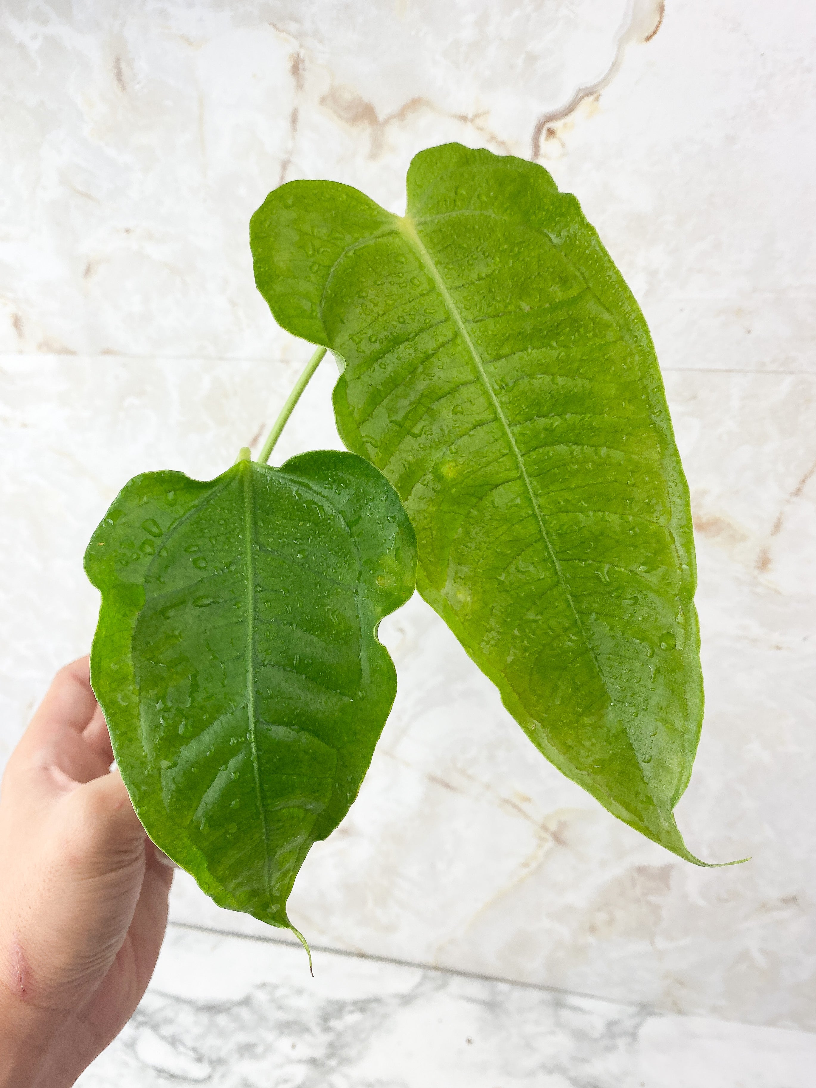 Reserved: Anthurium veitchii king x moodeanum