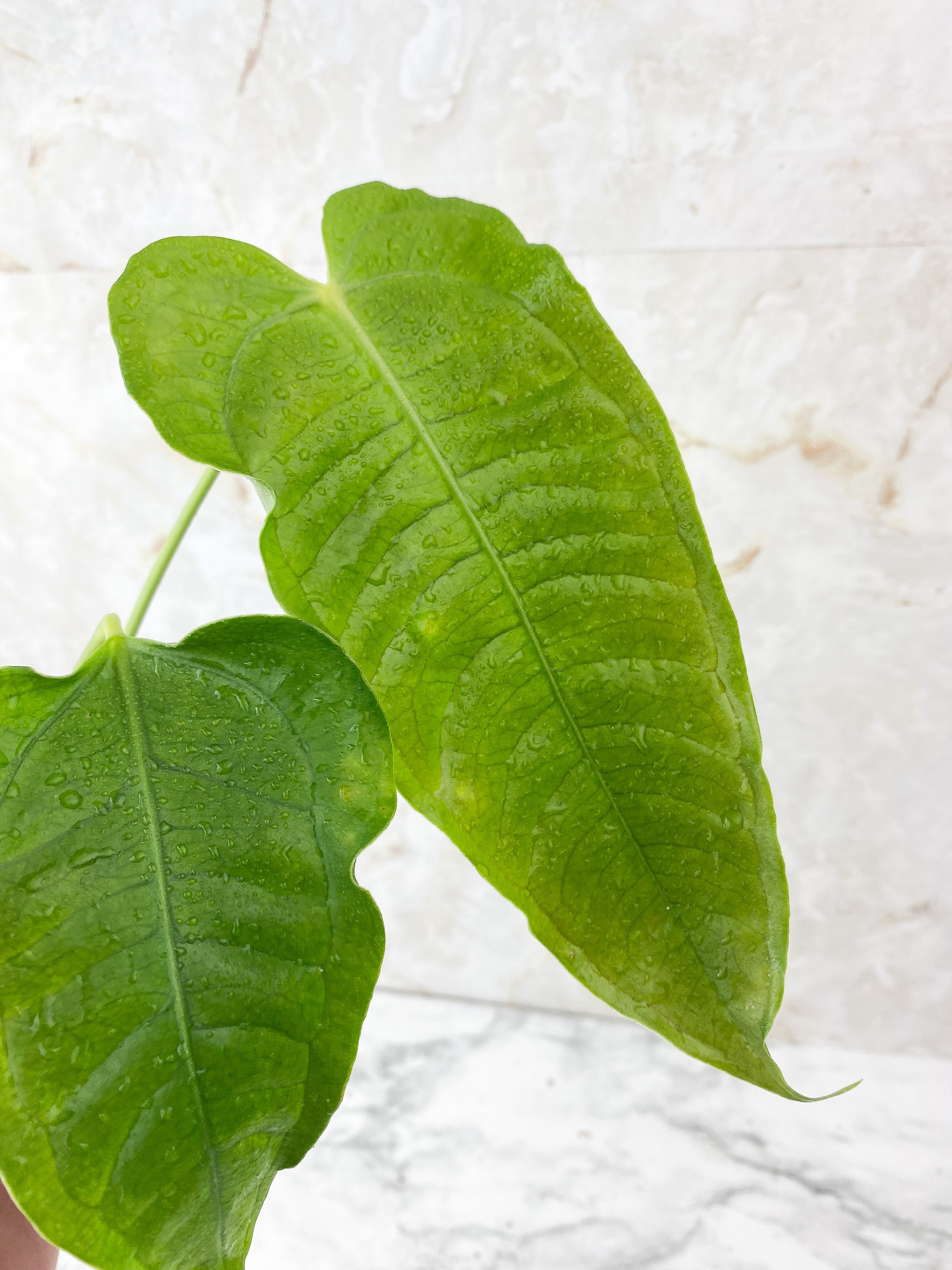 Reserved: Anthurium veitchii king x moodeanum