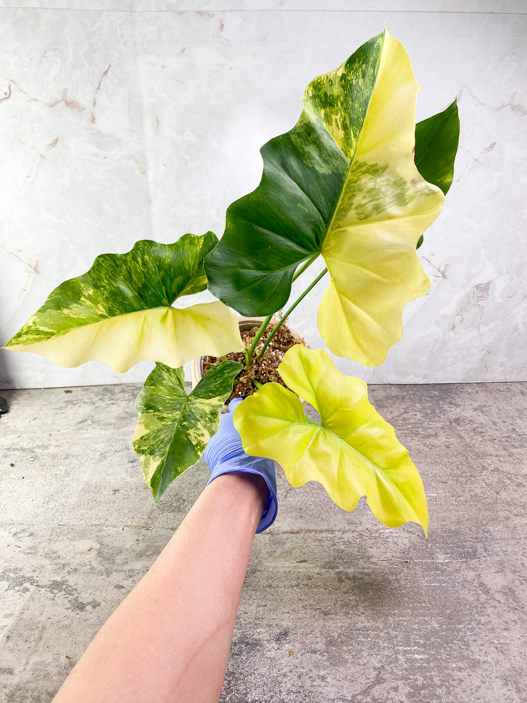 Philodendron  Williamsii variegated  Rooted multiple node