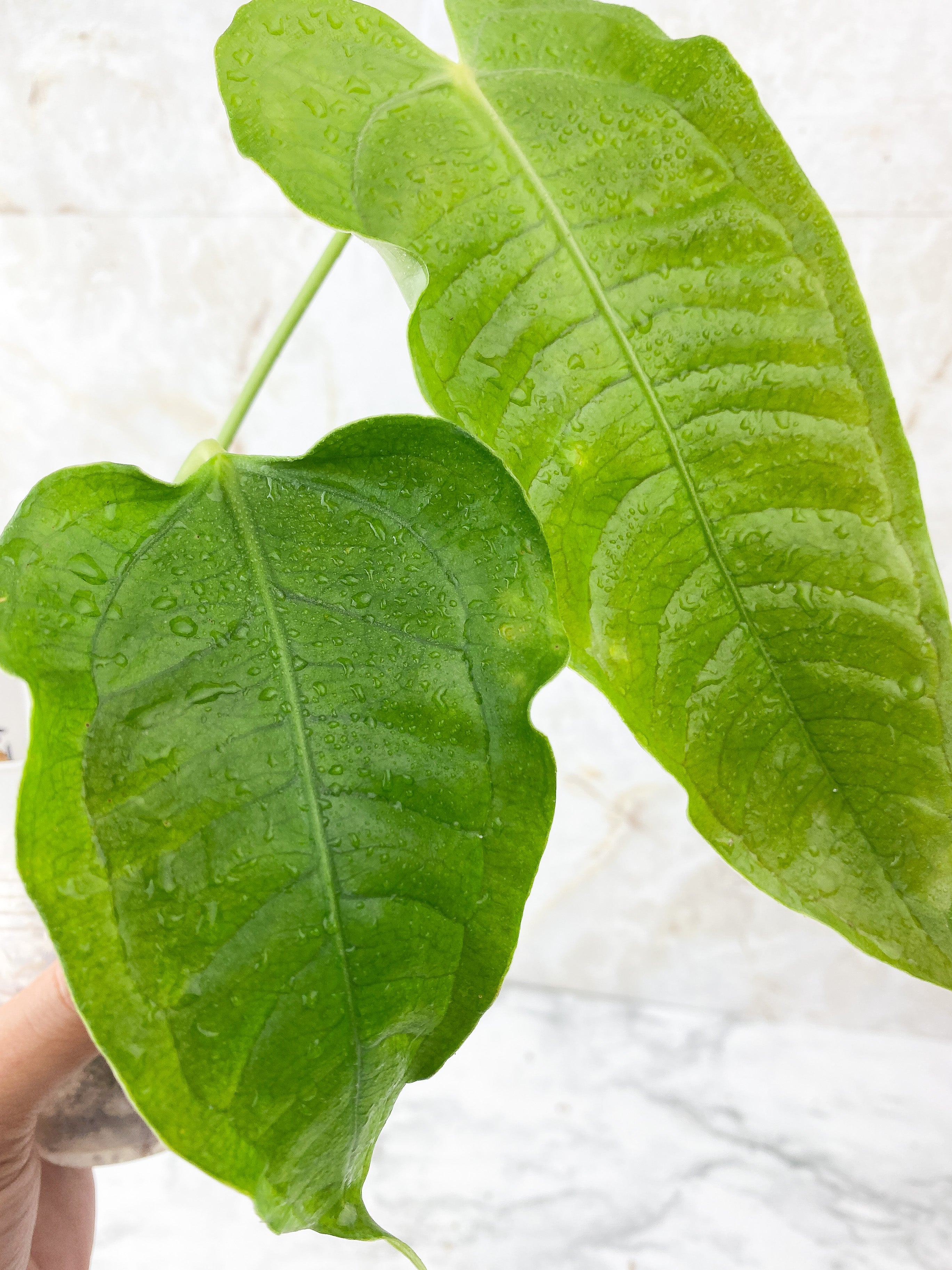 Reserved: Anthurium veitchii king x moodeanum