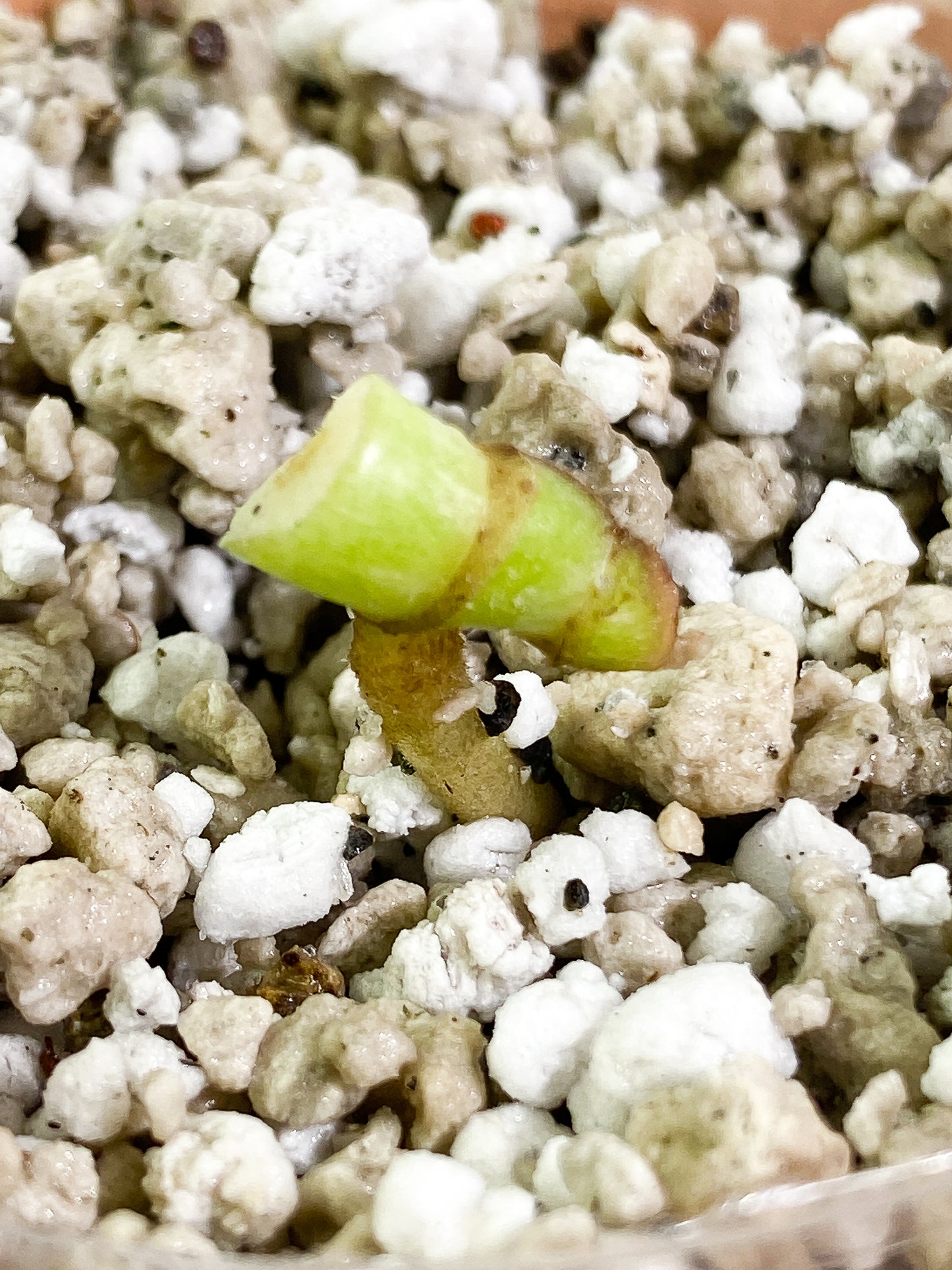 Monstera Thai Constellation  Rooting node