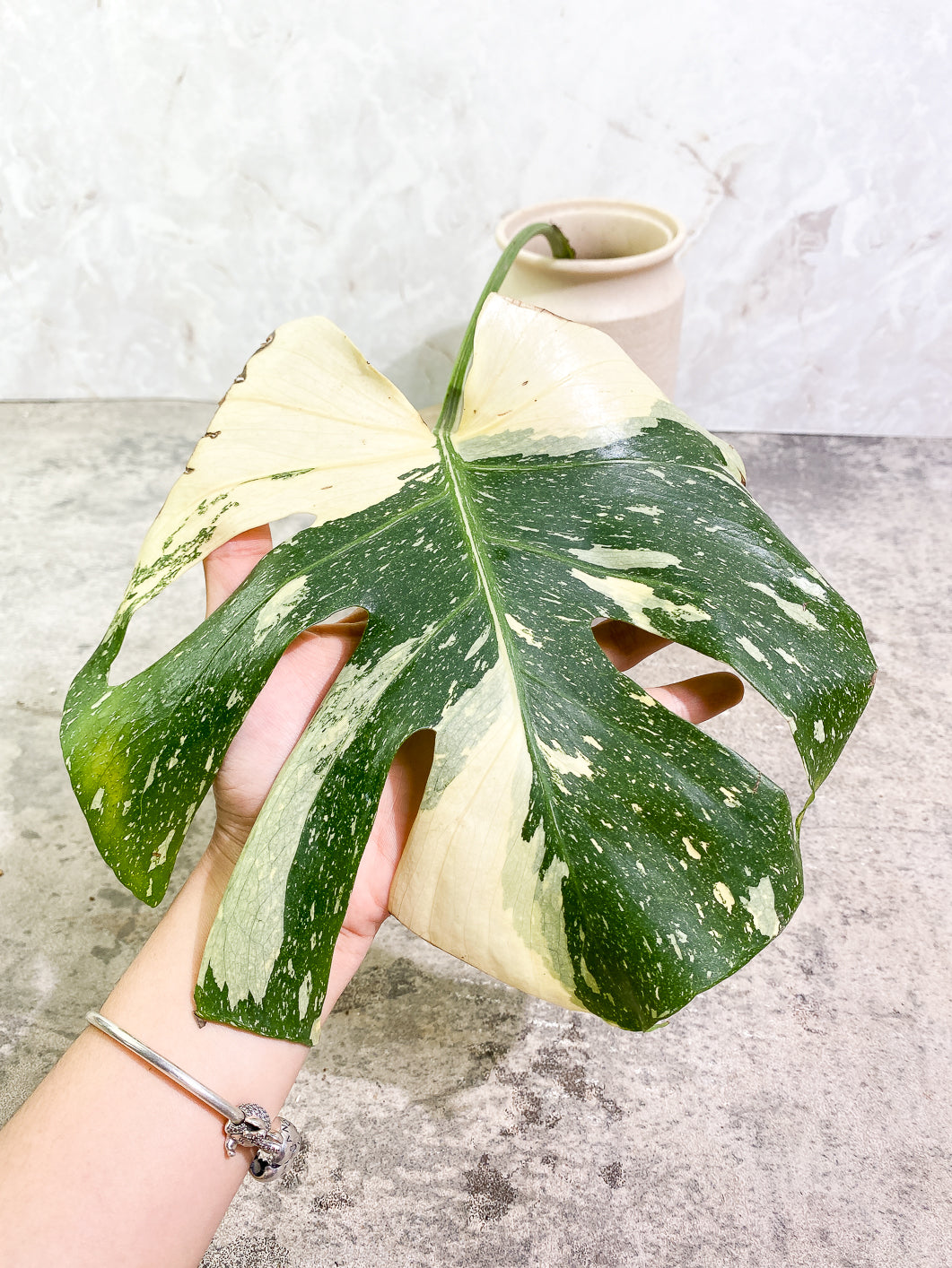 Monstera Thai Constellation 1 leaf 1sprout rooting