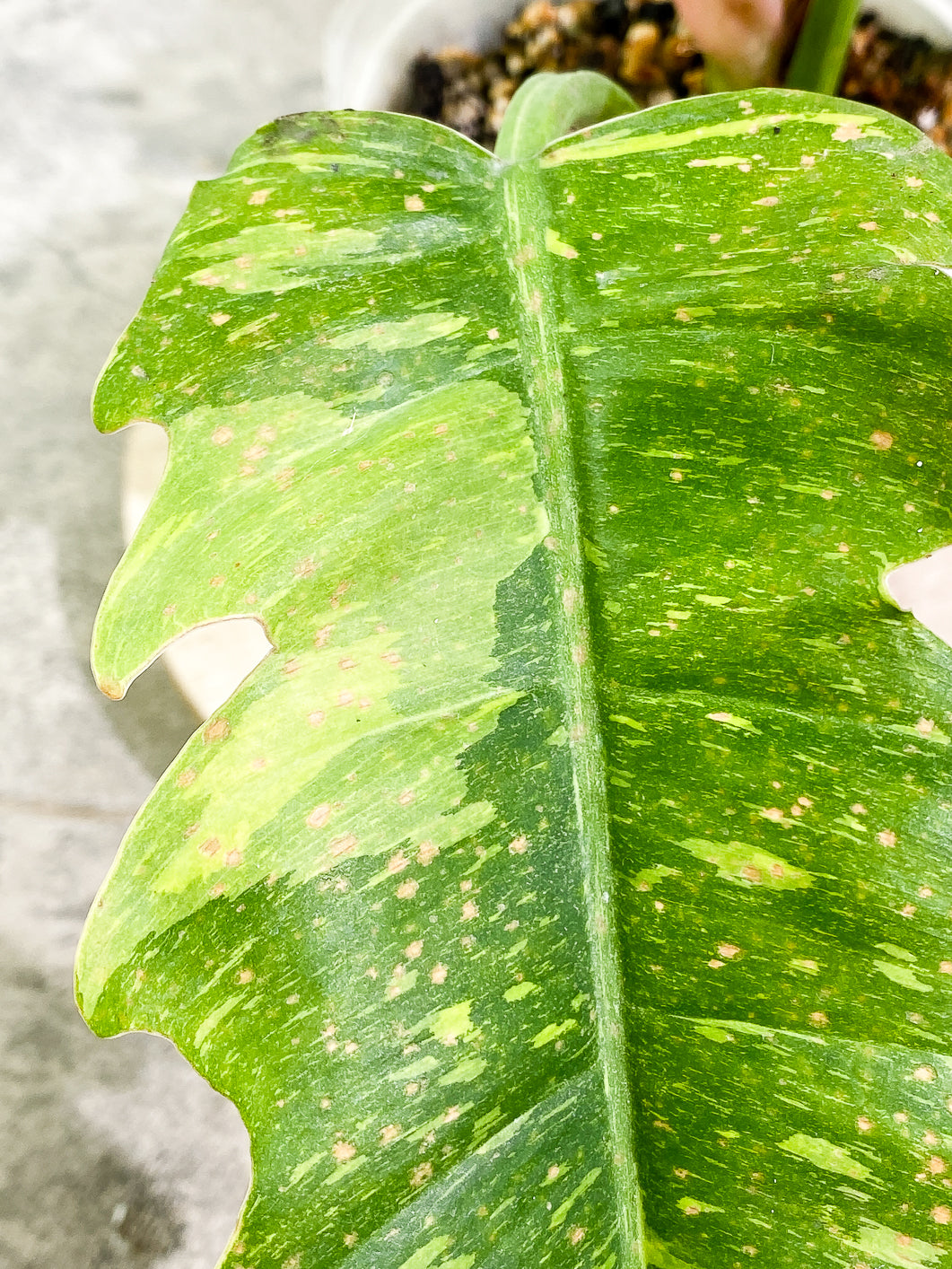 Philodendron Ring of Fire 3 leaves 1 sprout top cutting rooted