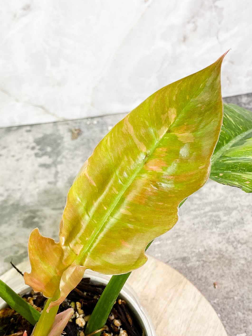 Philodendron Ring of Fire 3 leaves 1 sprout top cutting rooted