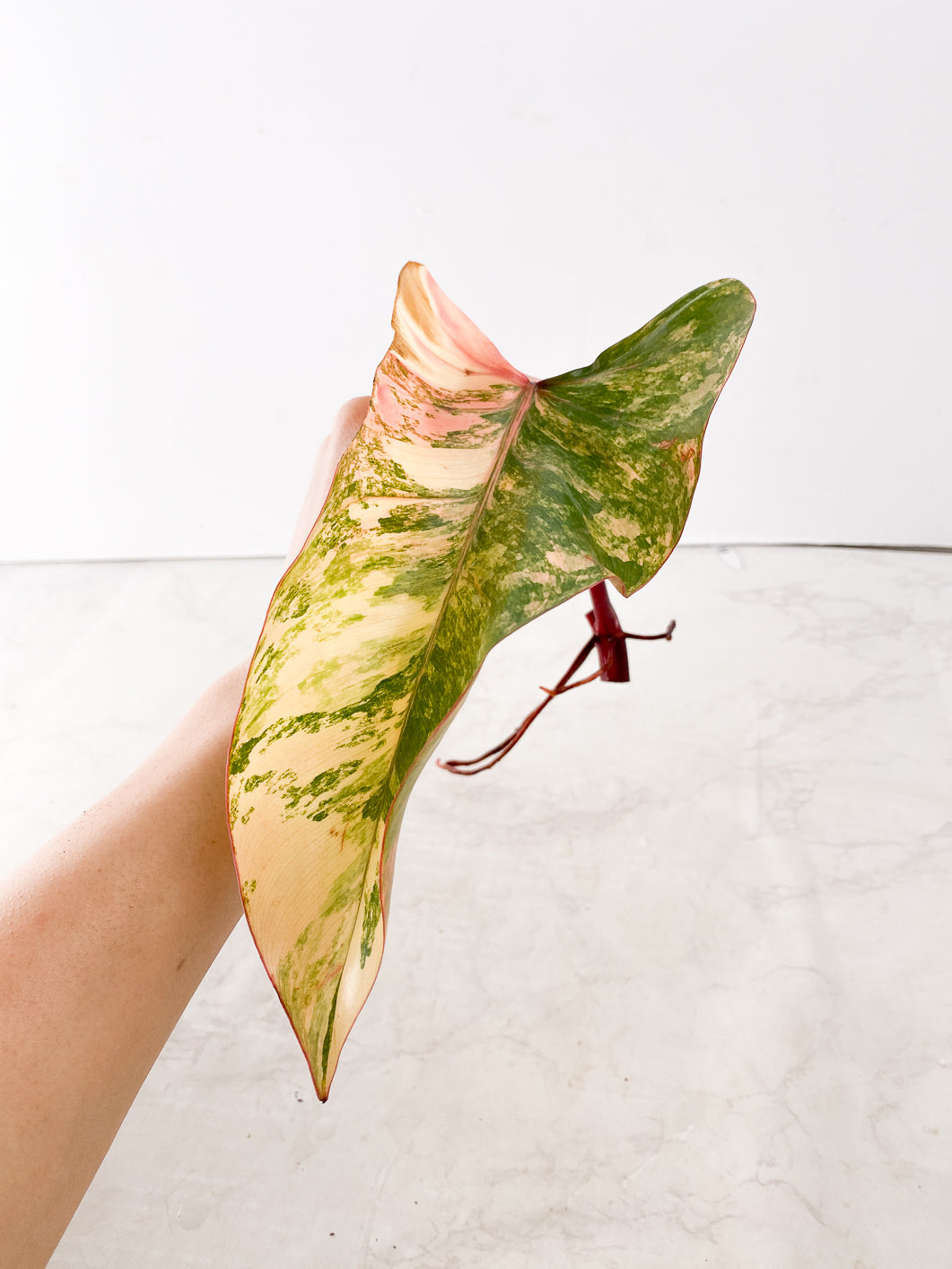 Philodendron Strawberry Shake 1 leaf